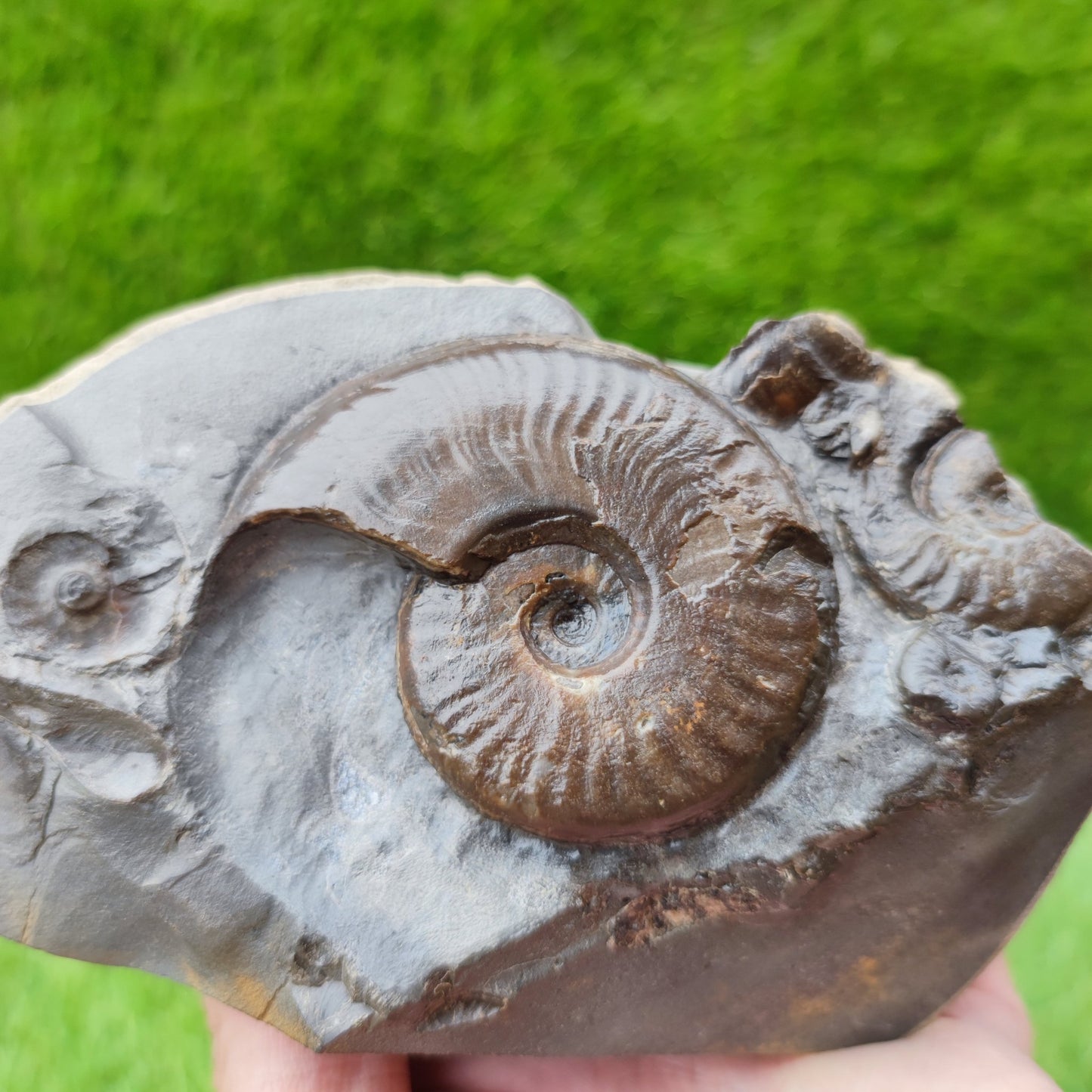 Eleganticeras ammonite fossil on cut base North Yorkshire UK - North Yorkshire Fossils