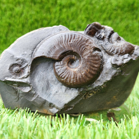 Eleganticeras ammonite fossil on cut base North Yorkshire UK - North Yorkshire Fossils