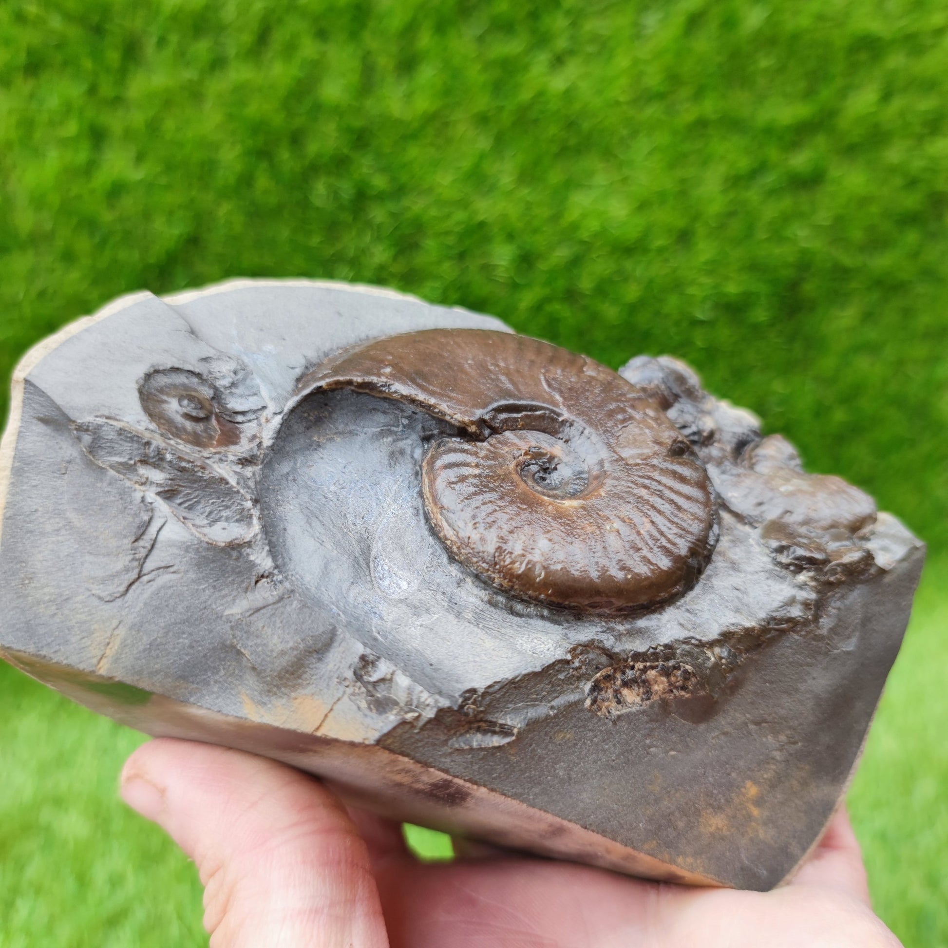 Eleganticeras ammonite fossil on cut base North Yorkshire UK - North Yorkshire Fossils