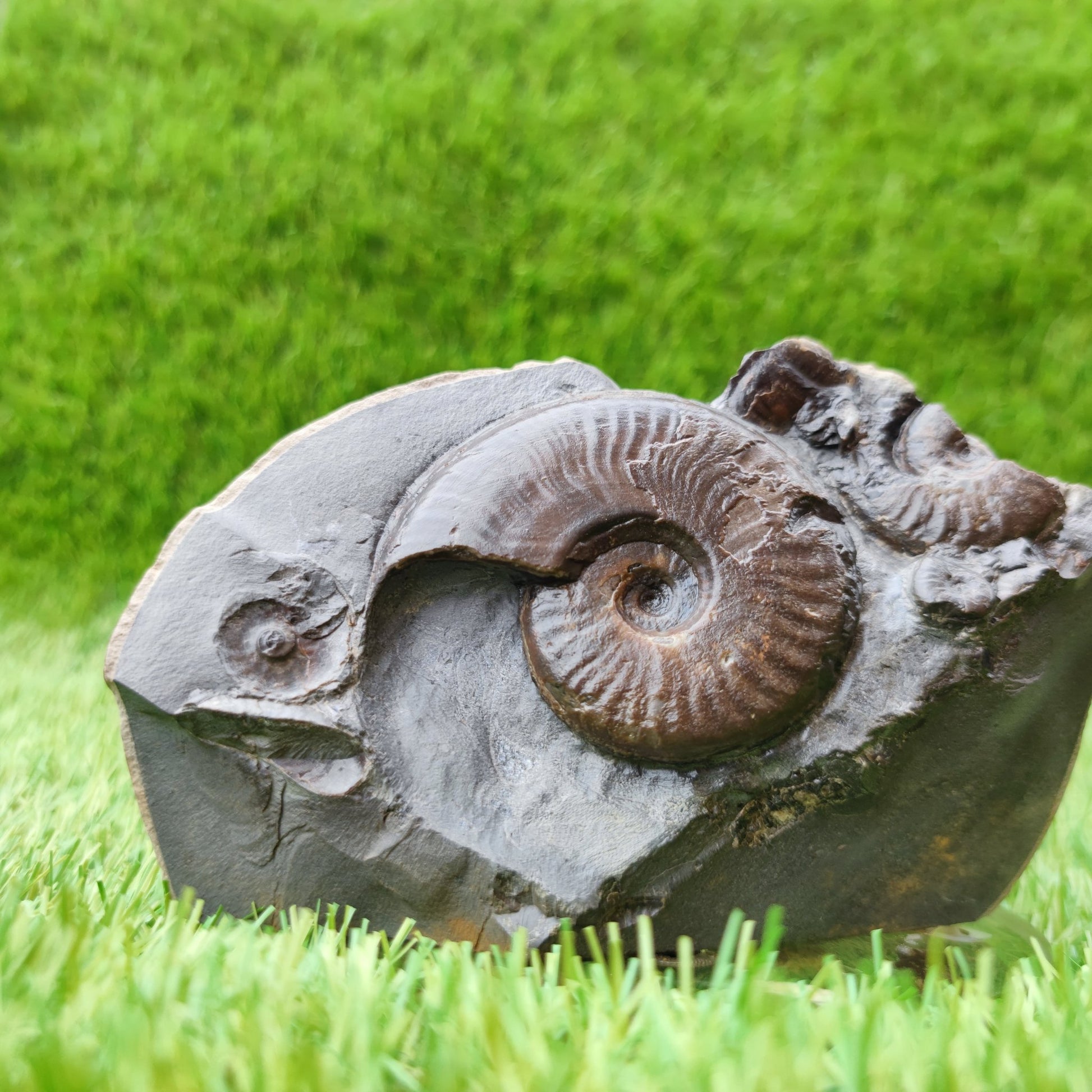 Eleganticeras ammonite fossil on cut base North Yorkshire UK - North Yorkshire Fossils
