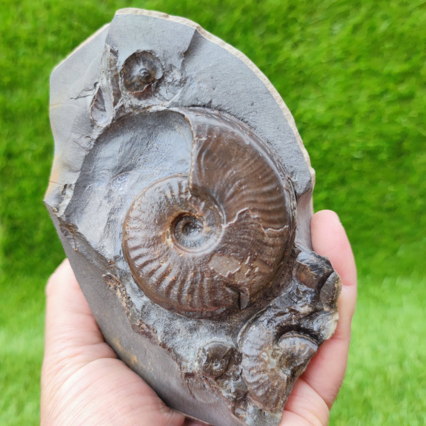 Eleganticeras ammonite fossil on cut base North Yorkshire UK - North Yorkshire Fossils