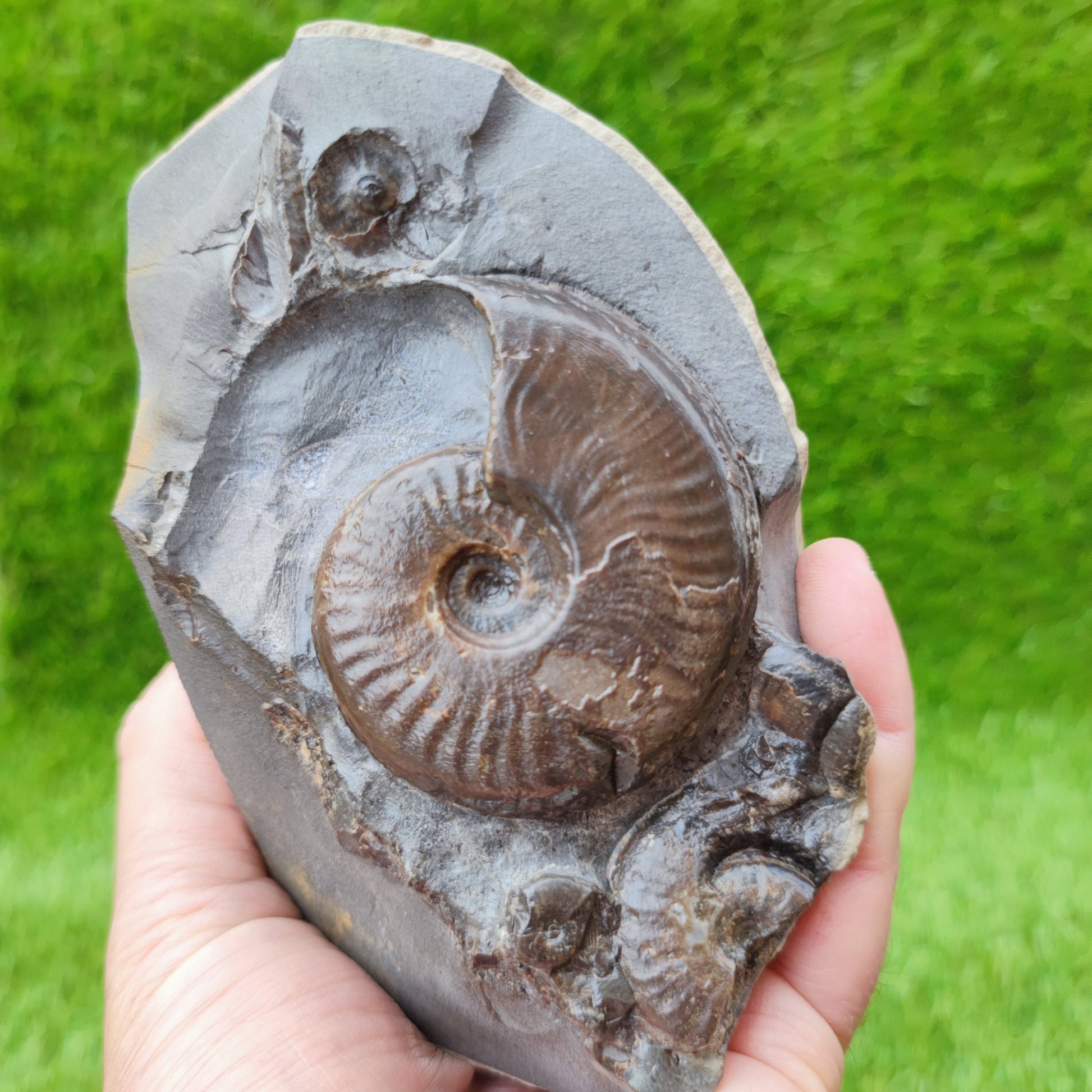 Eleganticeras ammonite fossil on cut base North Yorkshire UK - North Yorkshire Fossils