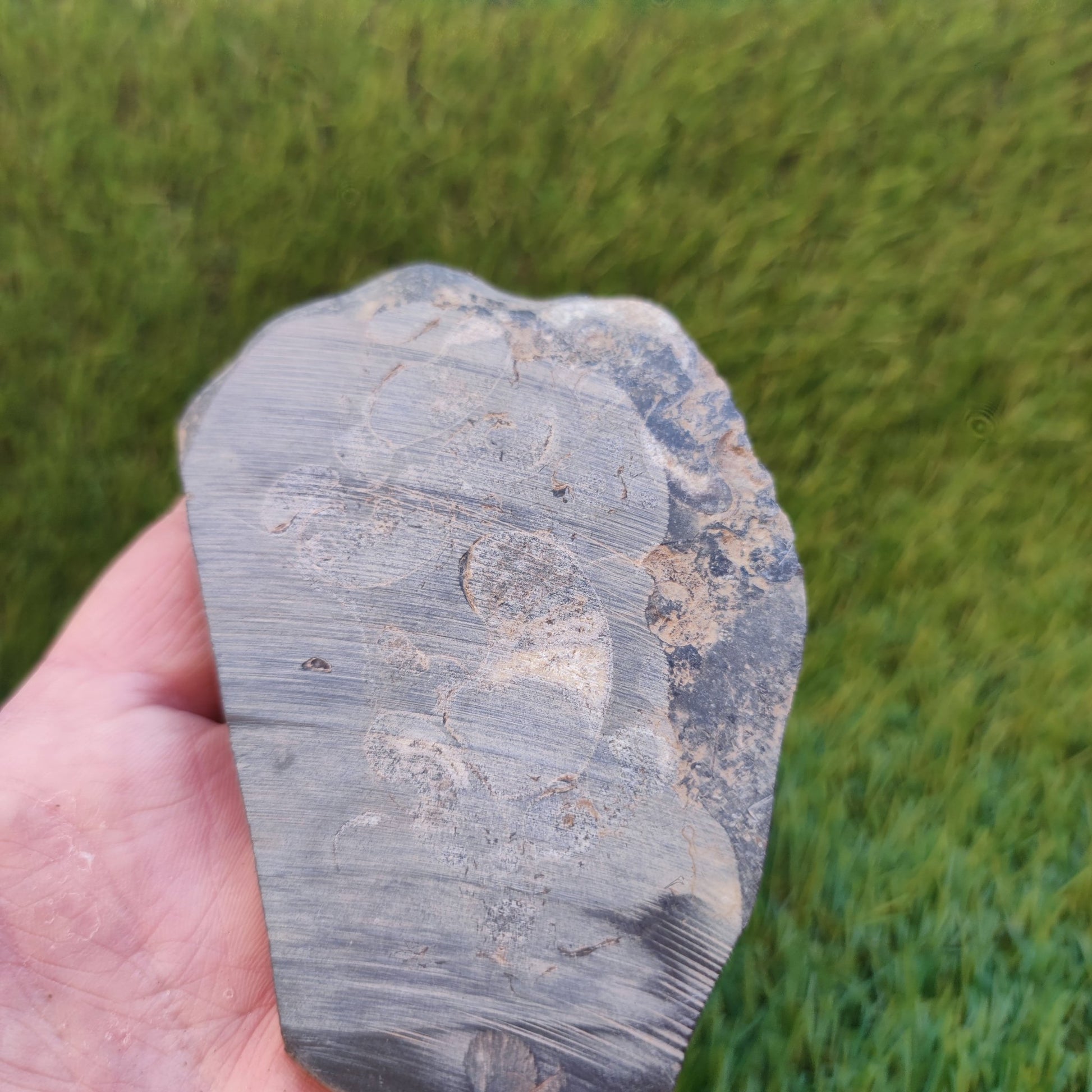 Eleganticeras ammonite fossil Whitby Juurassic coast - North Yorkshire Fossils