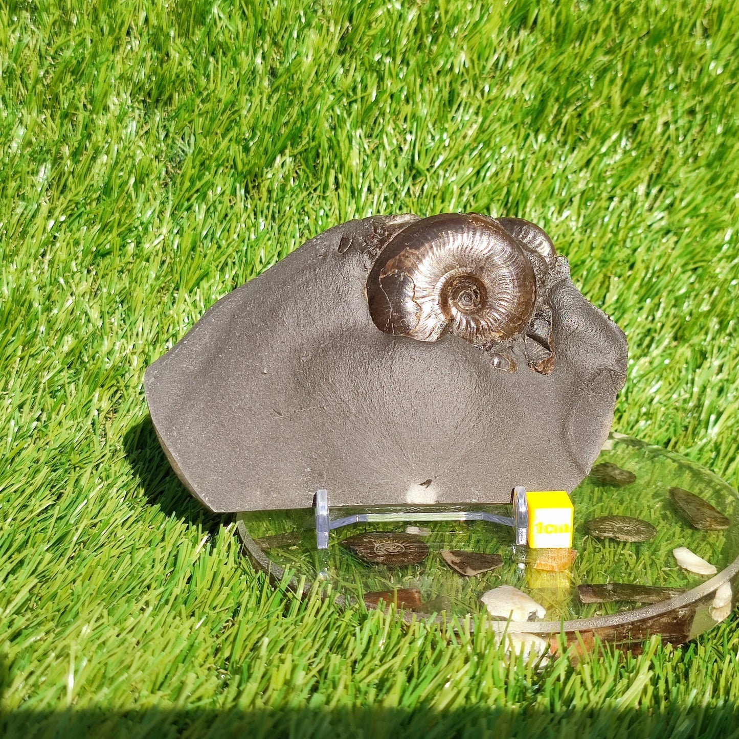 Eleganticeras ammonite fossil Whitby Juurassic coast - North Yorkshire Fossils