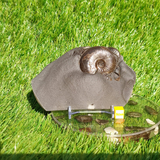 Eleganticeras ammonite fossil Whitby Juurassic coast - North Yorkshire Fossils