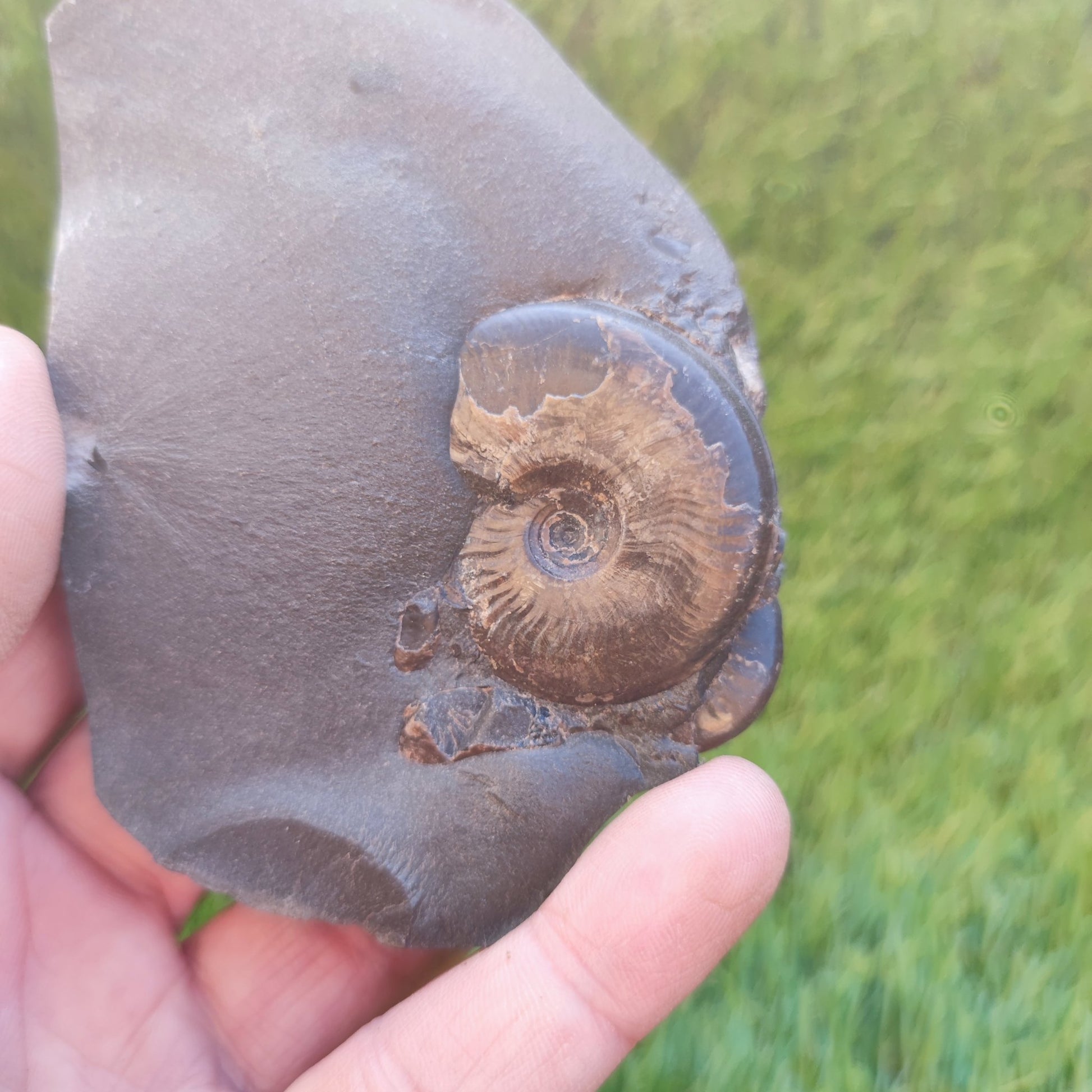Eleganticeras ammonite fossil Whitby Juurassic coast - North Yorkshire Fossils