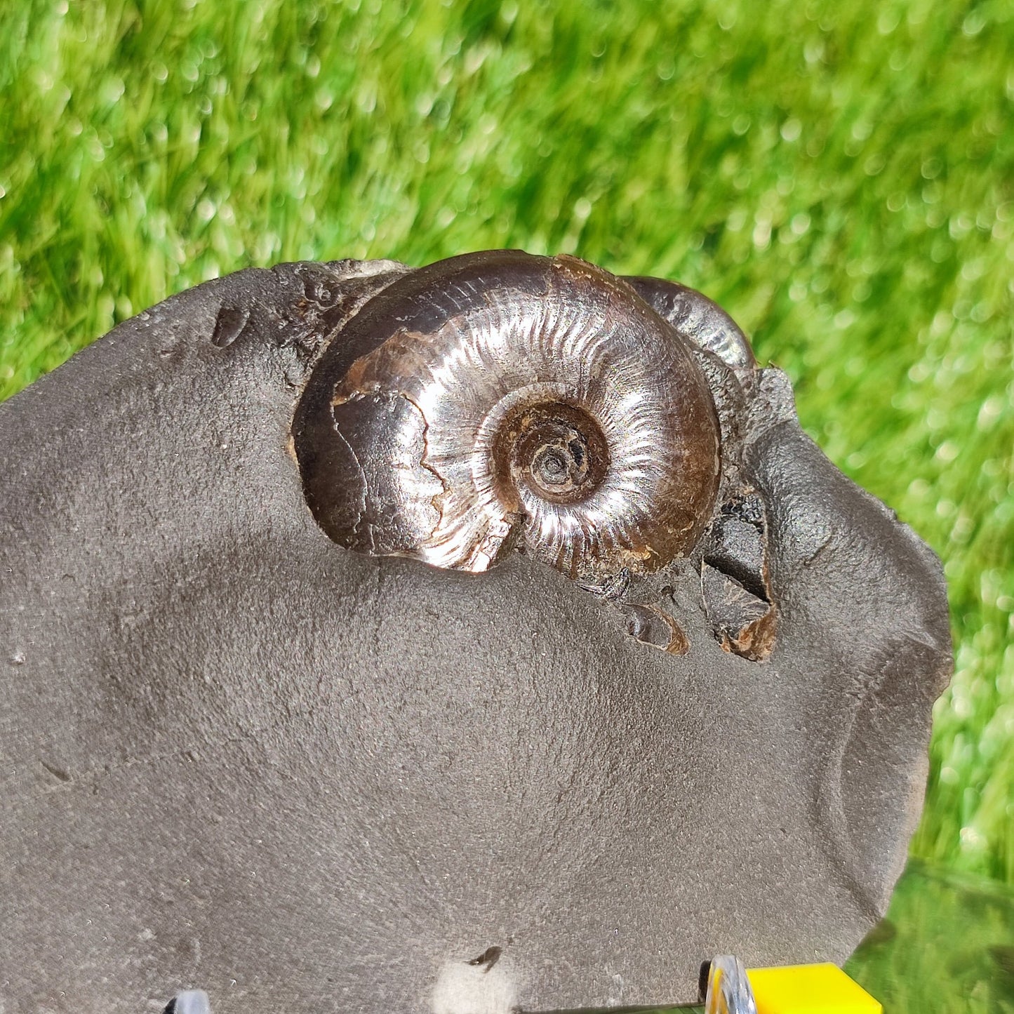 Eleganticeras ammonite fossil Whitby Juurassic coast - North Yorkshire Fossils