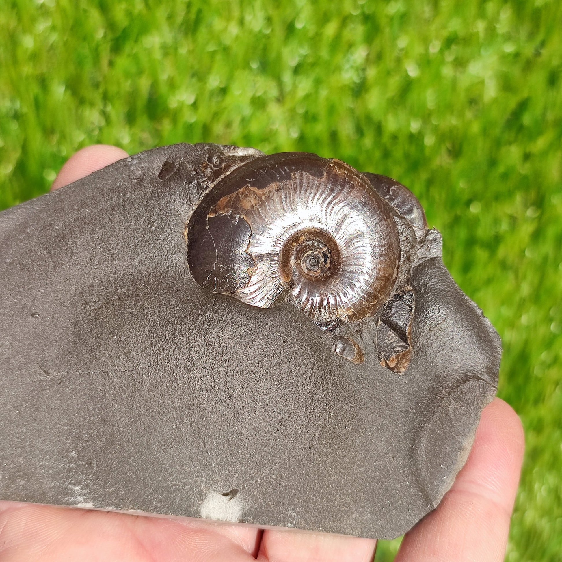 Eleganticeras ammonite fossil Whitby Juurassic coast - North Yorkshire Fossils