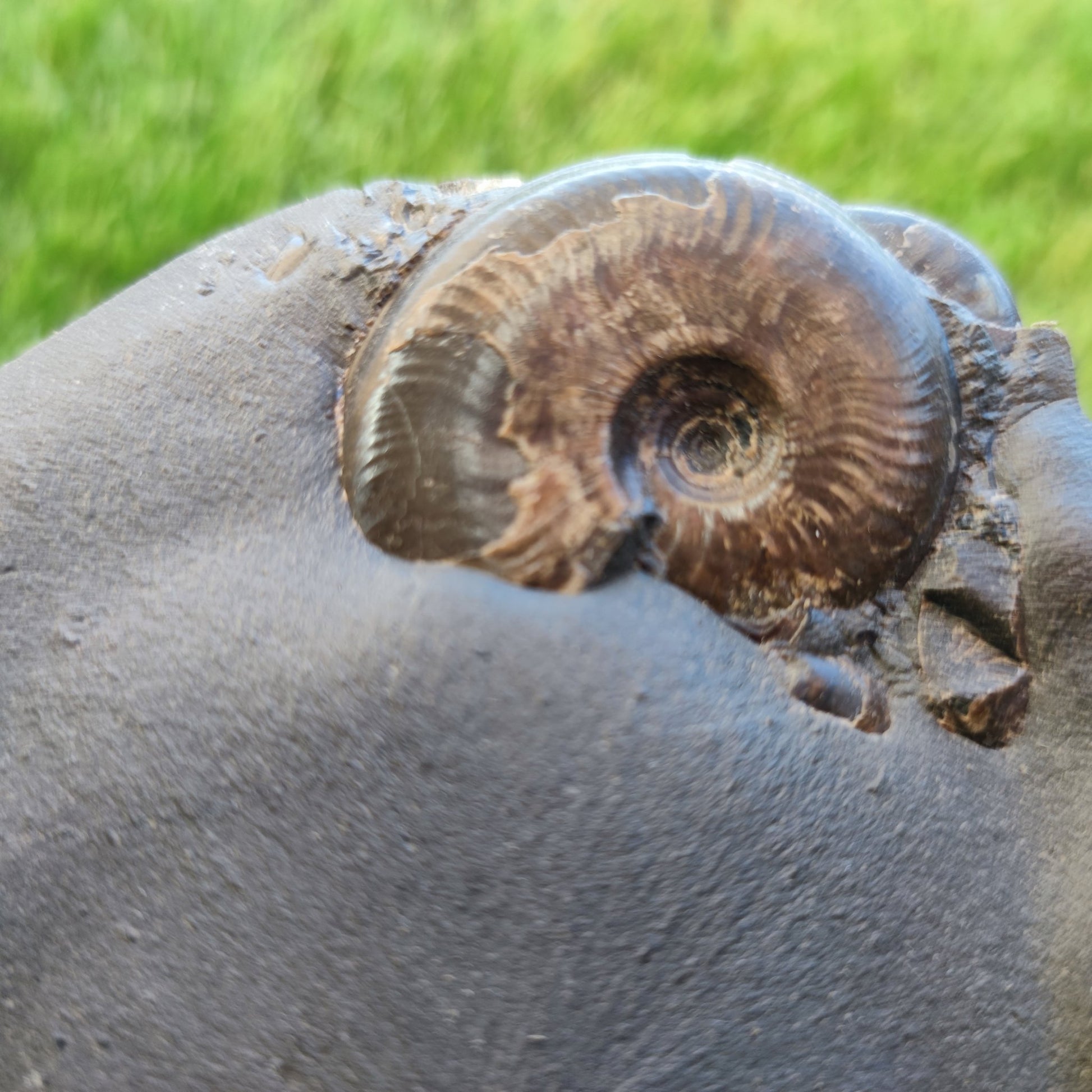 Eleganticeras ammonite fossil Whitby Juurassic coast - North Yorkshire Fossils