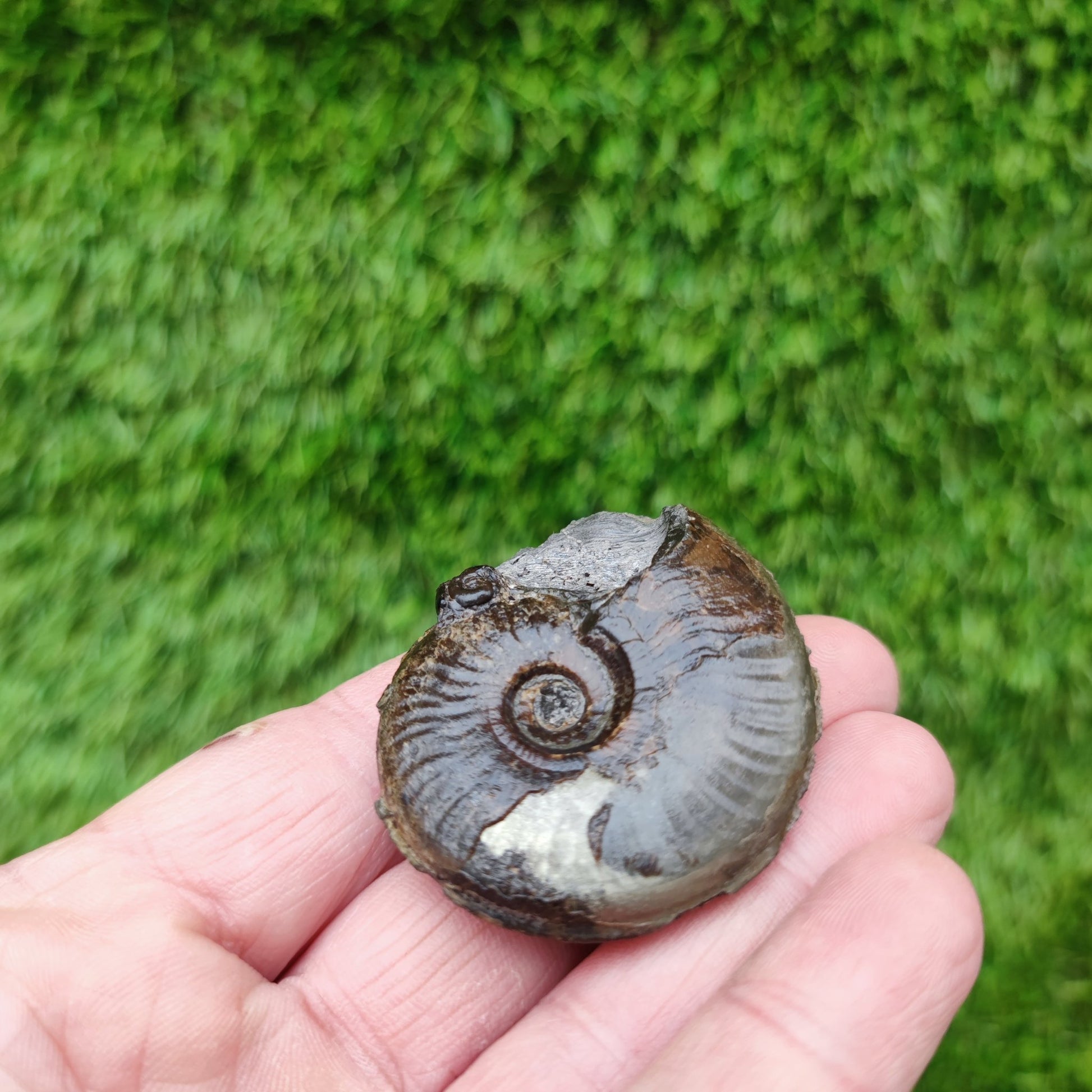 Eleganticeras ammonite fossil Whitby Yorkshire Your Fossil - North Yorkshire Fossils