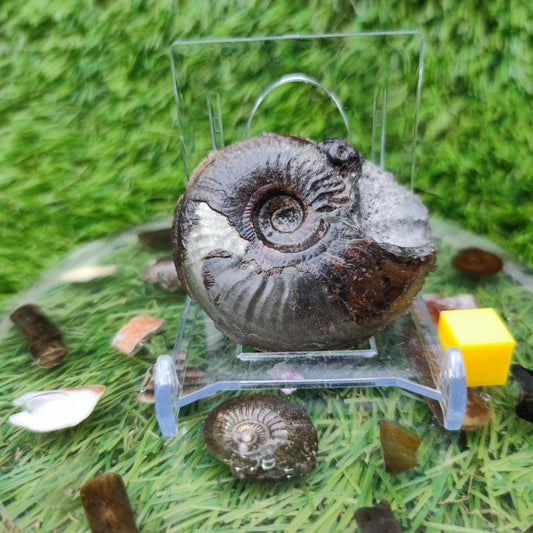 Eleganticeras ammonite fossil Whitby Yorkshire Your Fossil - North Yorkshire Fossils