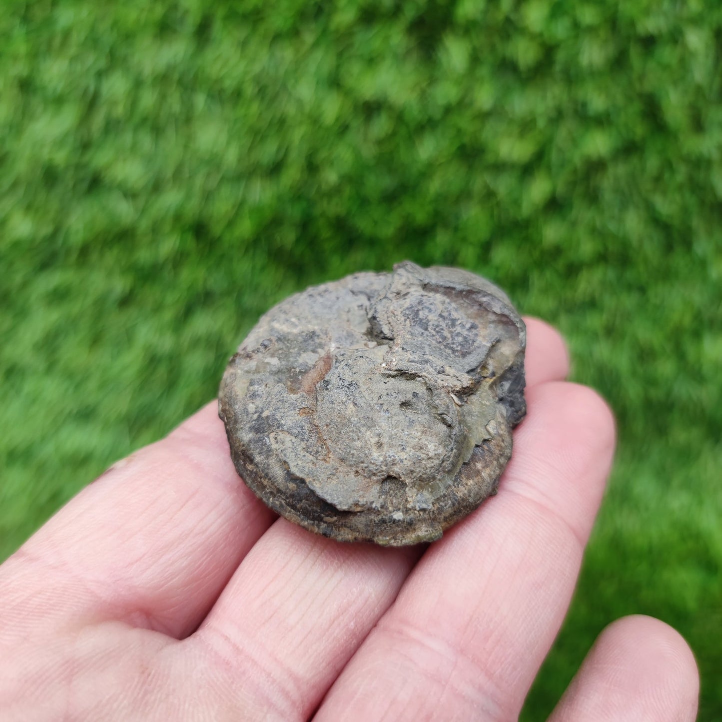 Eleganticeras ammonite fossil Whitby Yorkshire Your Fossil - North Yorkshire Fossils
