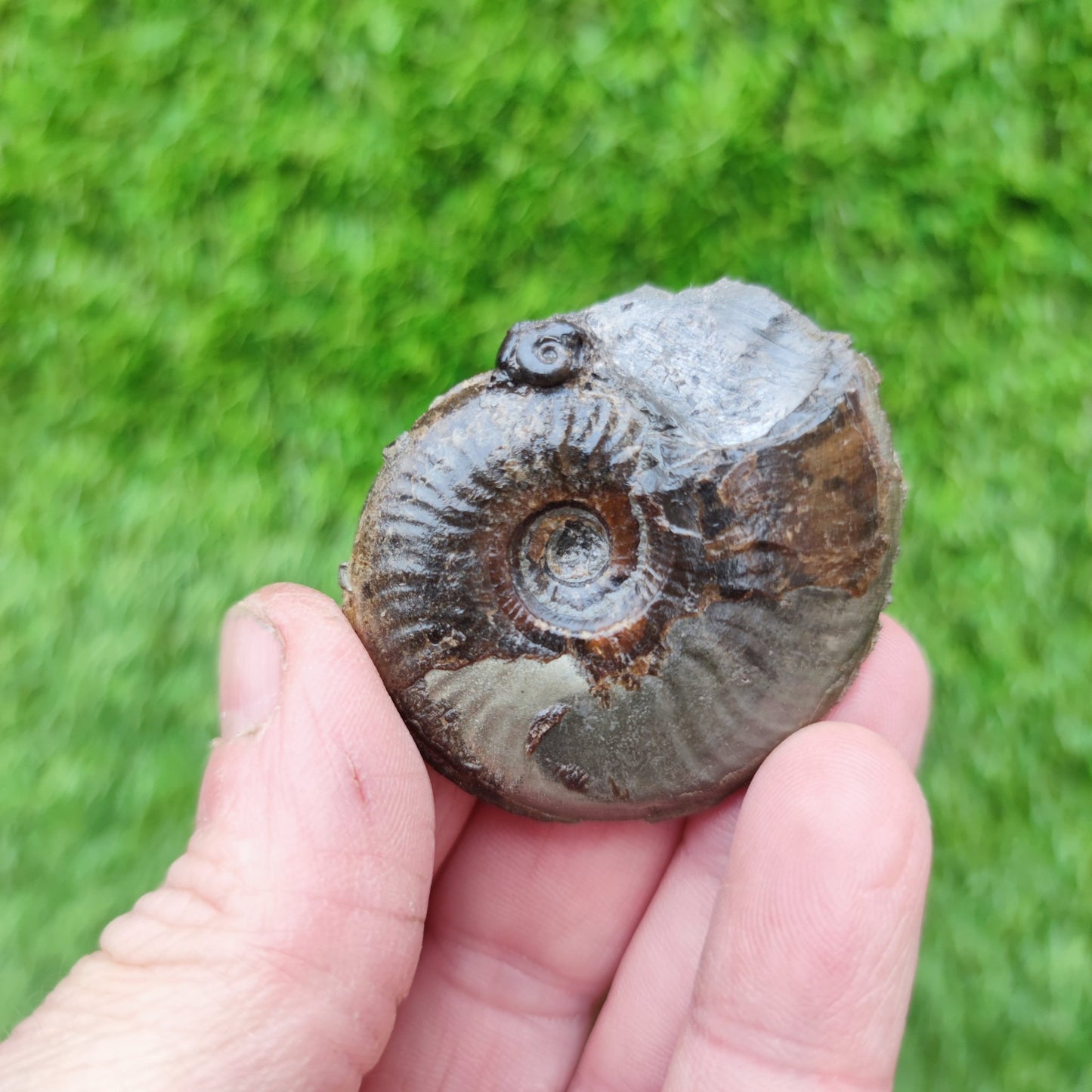 Eleganticeras ammonite fossil Whitby Yorkshire Your Fossil - North Yorkshire Fossils