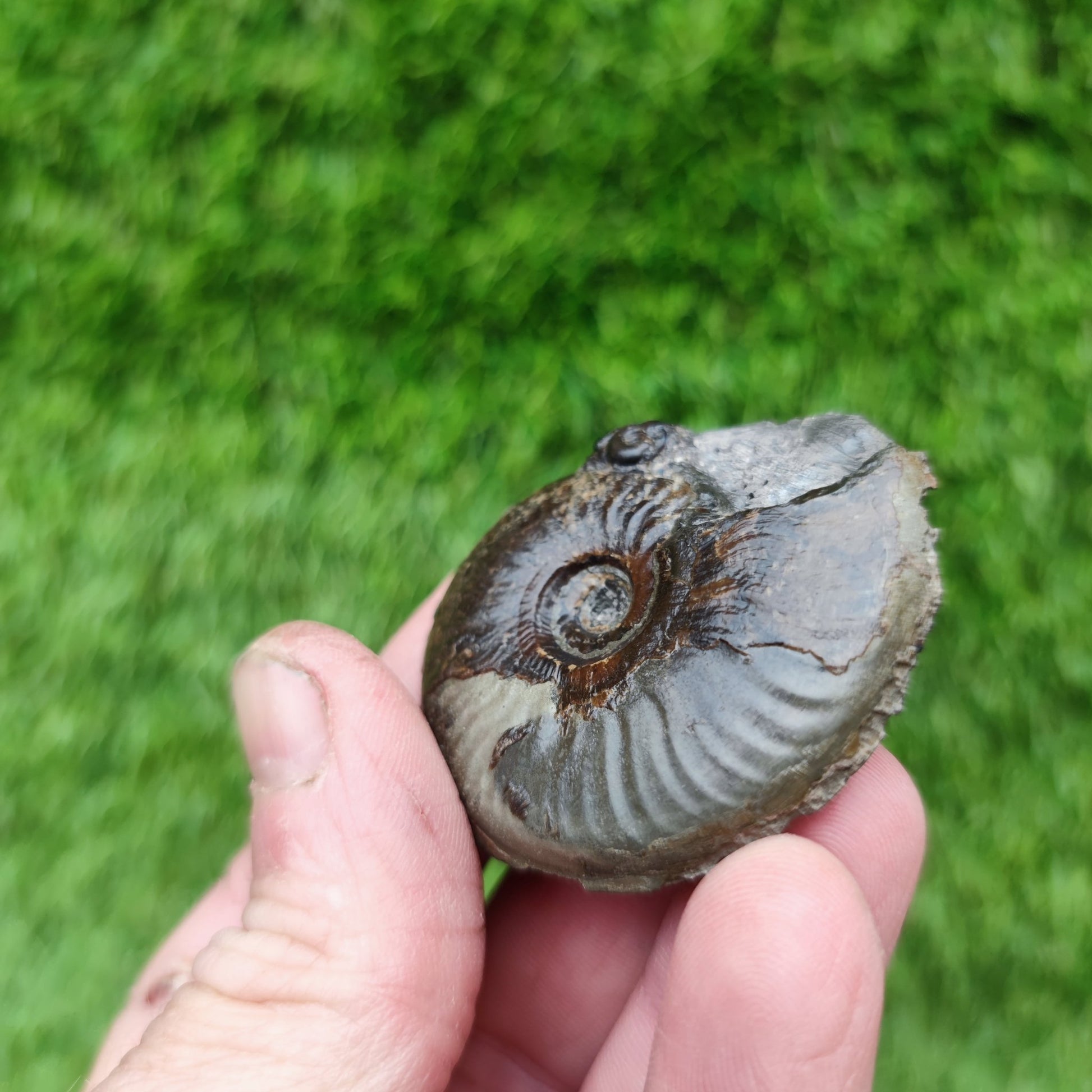Eleganticeras ammonite fossil Whitby Yorkshire Your Fossil - North Yorkshire Fossils