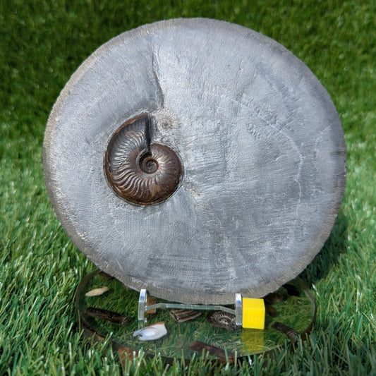Eleganticeras ammonite North Yorkshire fossils - North Yorkshire Fossils