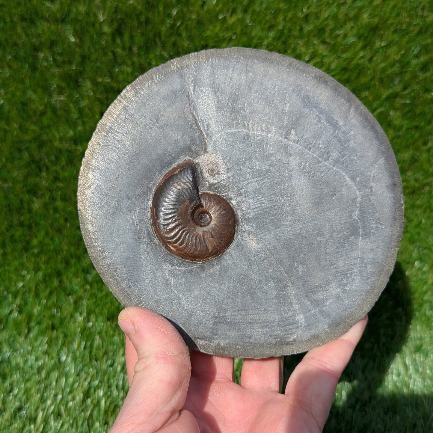 Eleganticeras ammonite North Yorkshire fossils - North Yorkshire Fossils