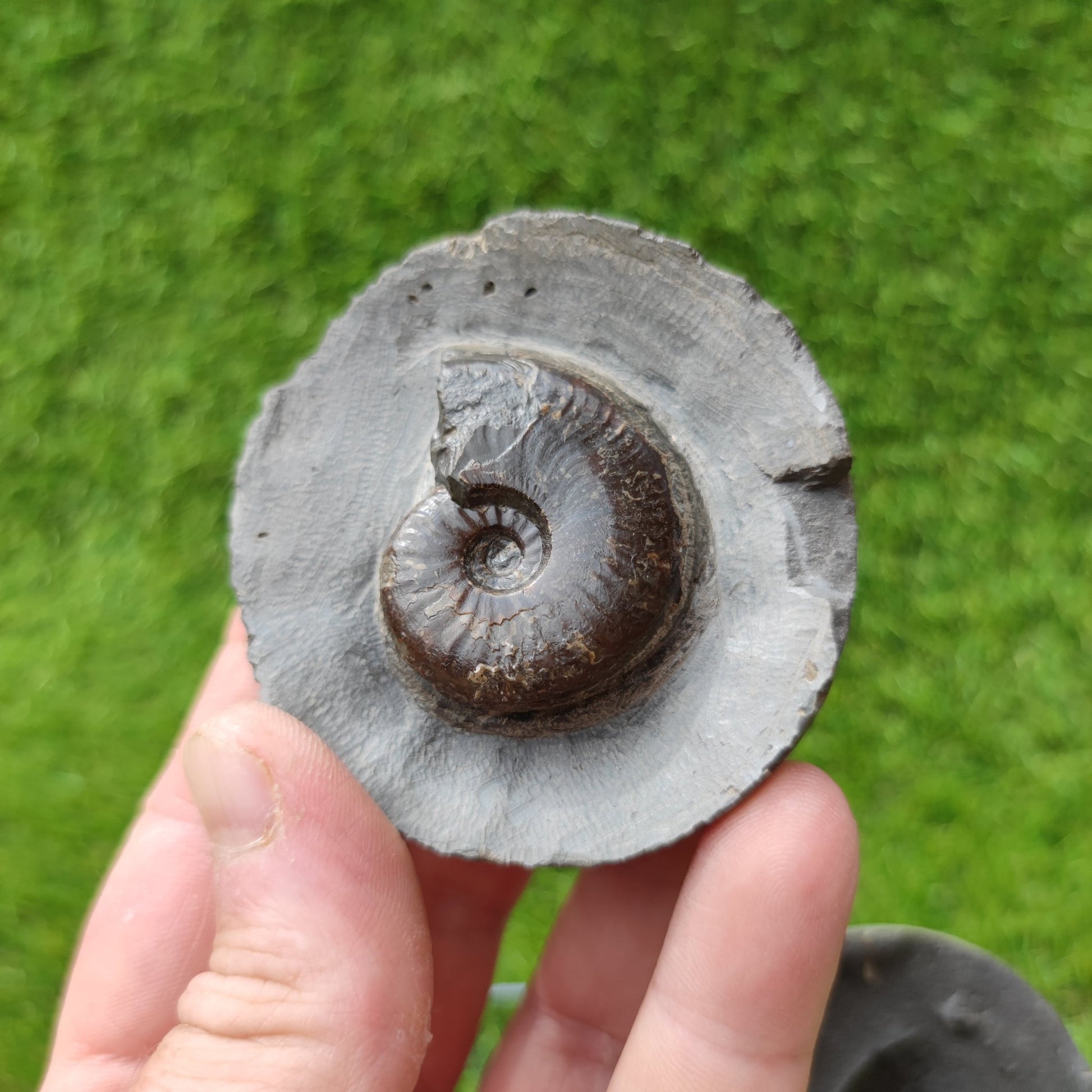 Eleganticeras ammonite North Yorkshire Fossils - North Yorkshire Fossils