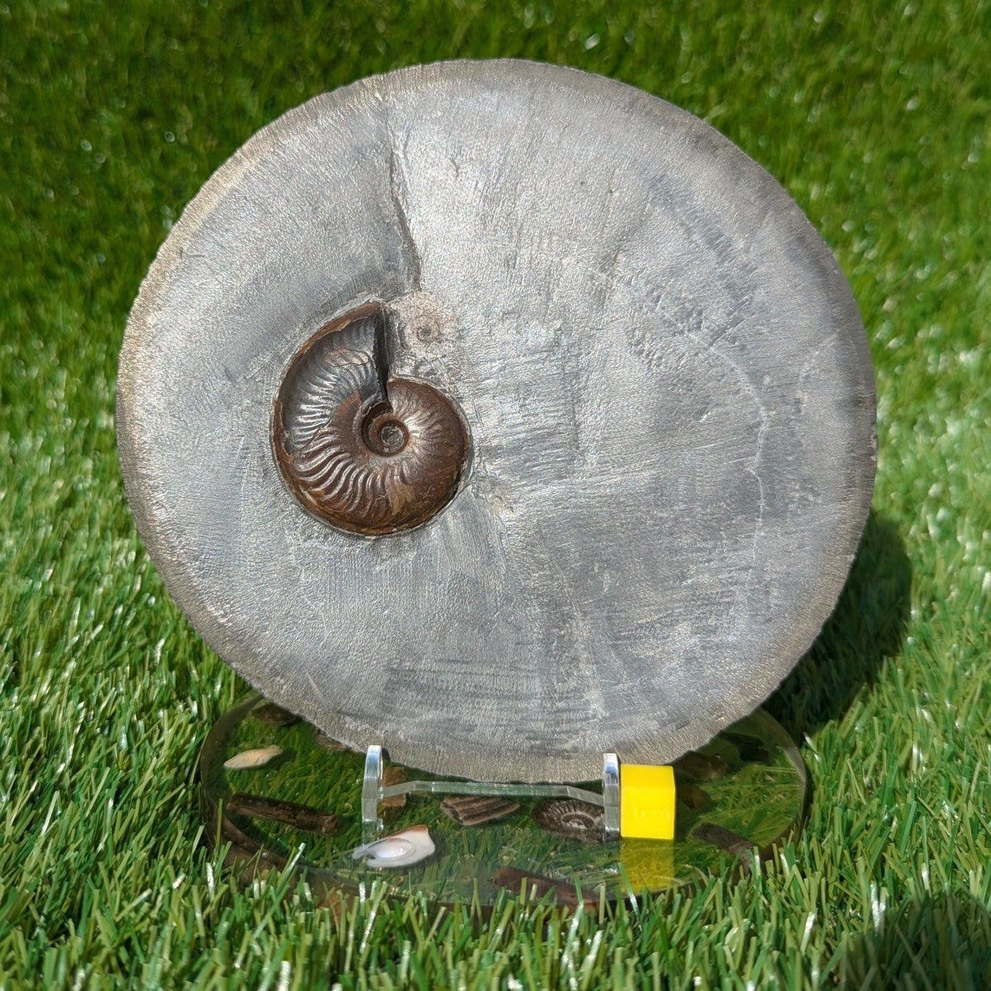 Eleganticeras ammonite North Yorkshire fossils - North Yorkshire Fossils