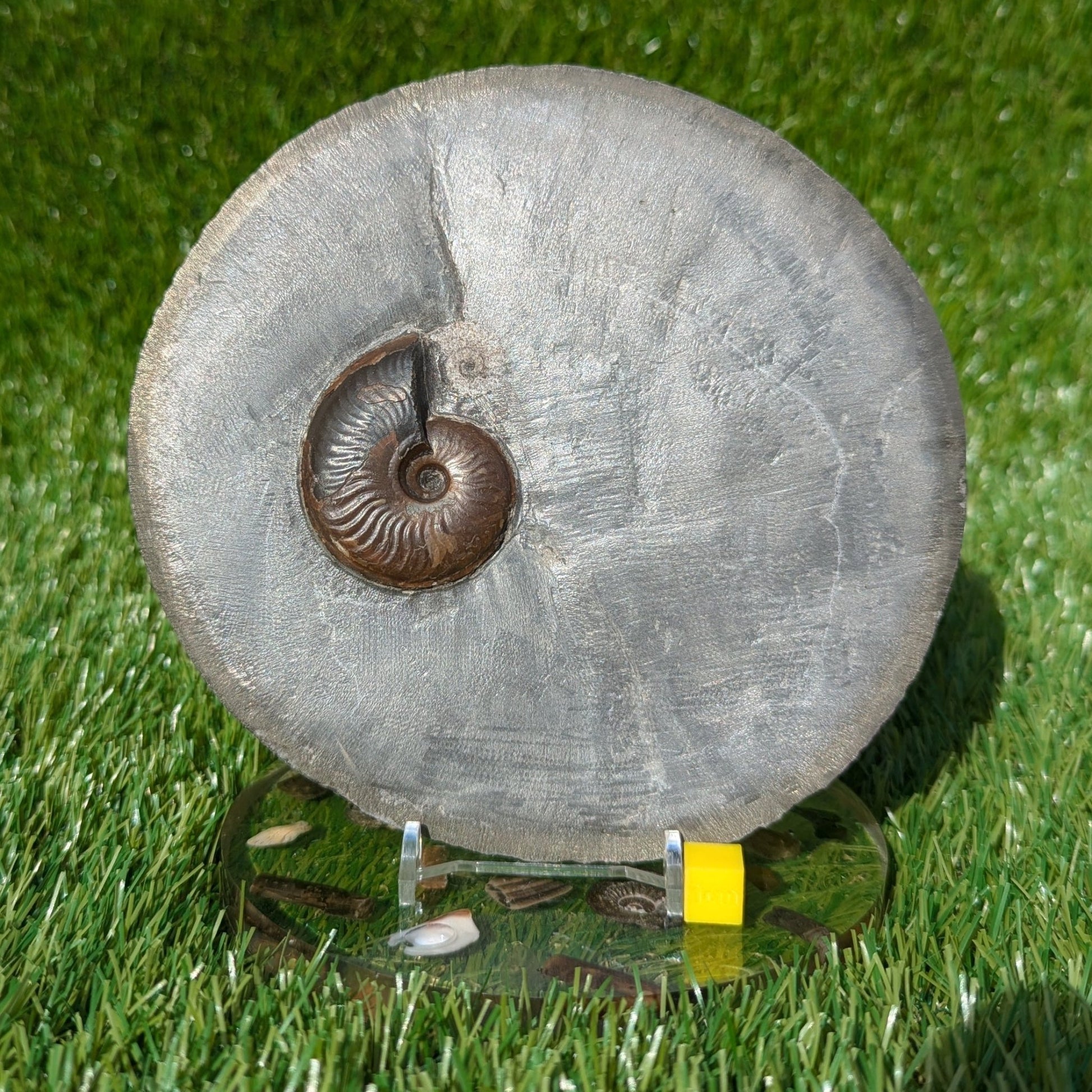 Eleganticeras ammonite North Yorkshire fossils - North Yorkshire Fossils