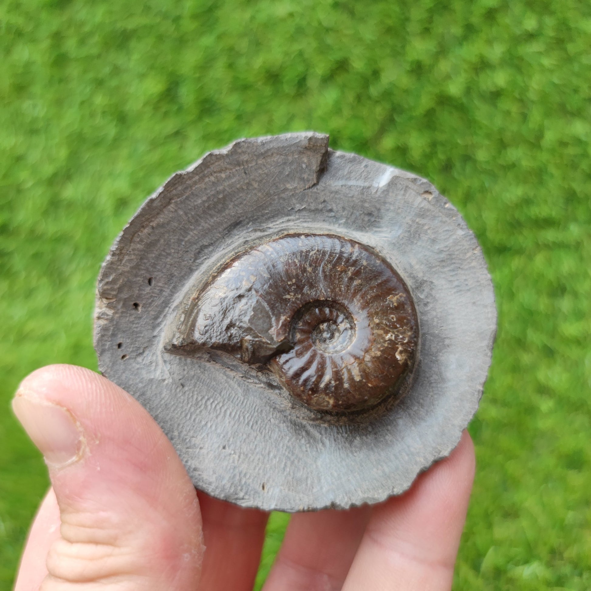 Eleganticeras ammonite North Yorkshire Fossils - North Yorkshire Fossils