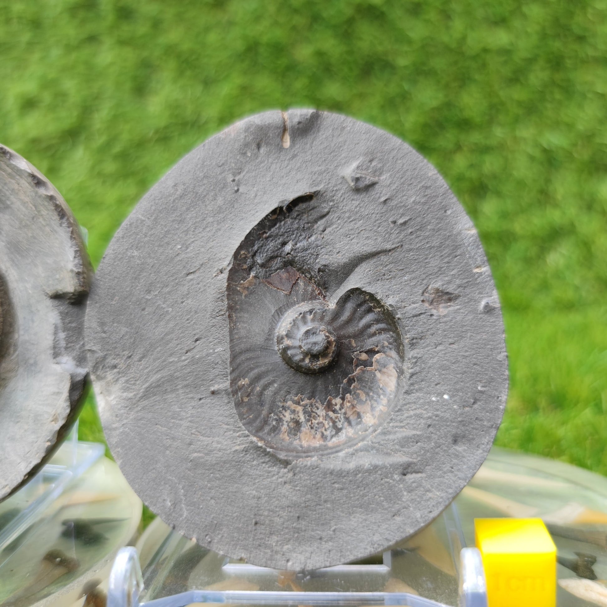 Eleganticeras ammonite North Yorkshire Fossils - North Yorkshire Fossils