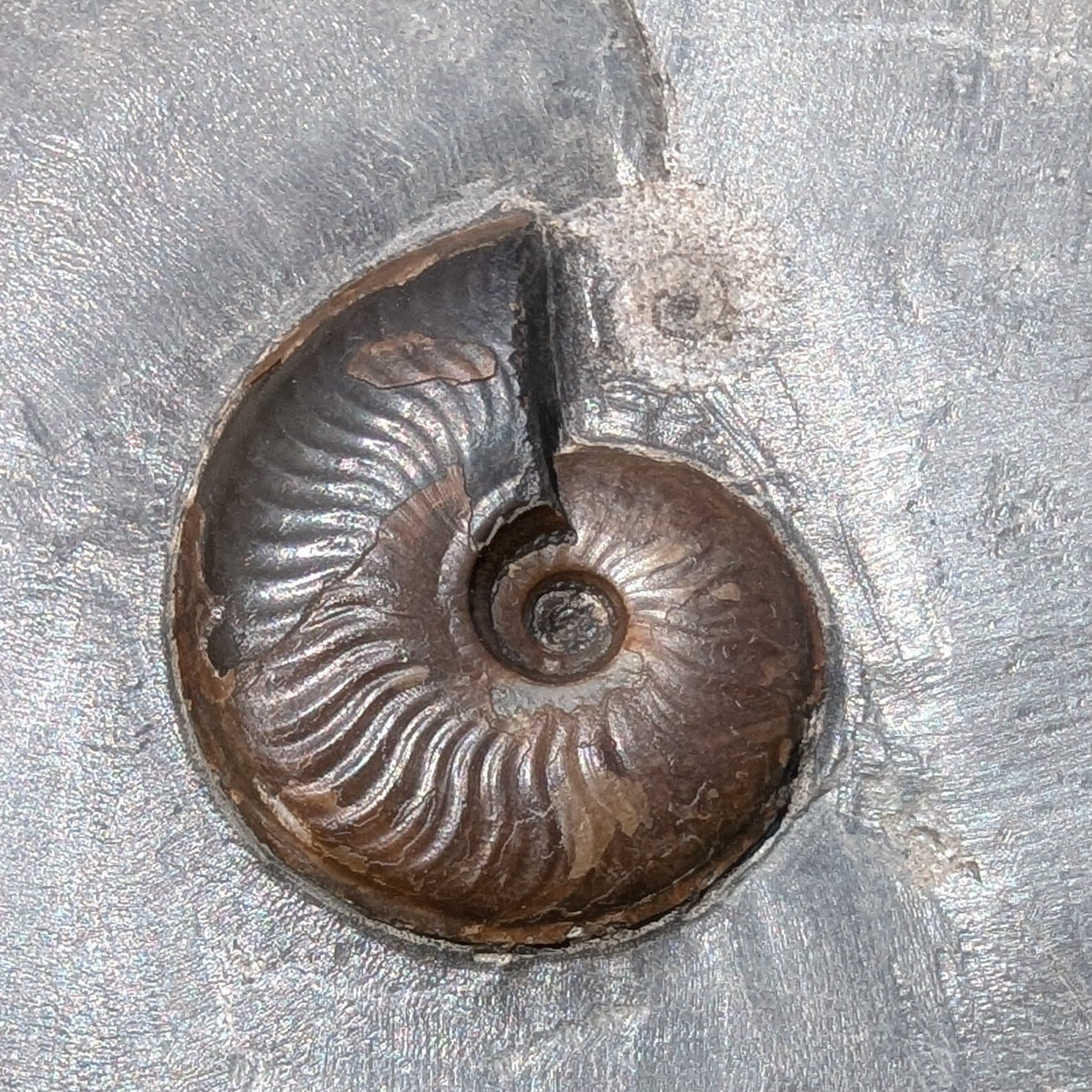 Eleganticeras ammonite North Yorkshire fossils - North Yorkshire Fossils