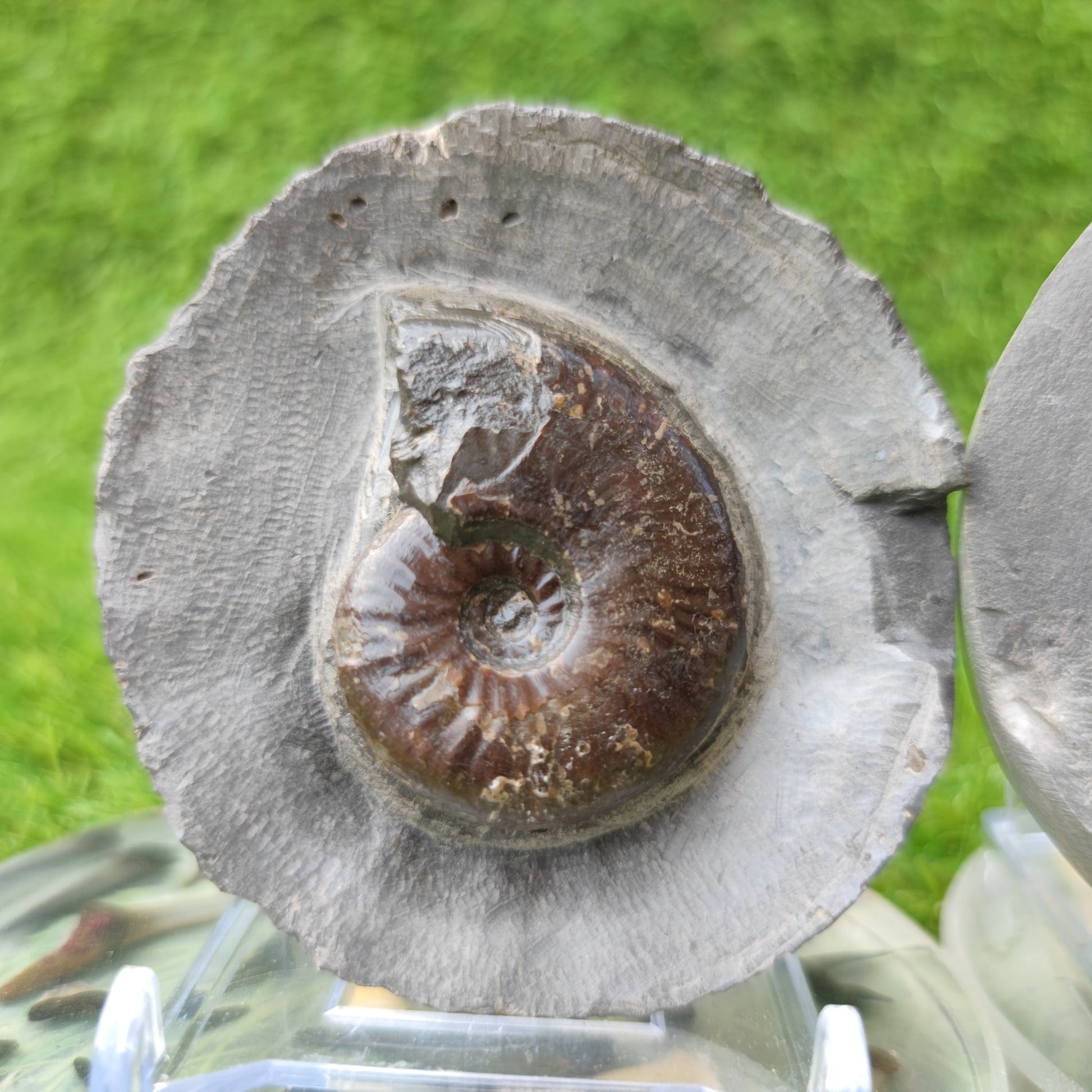 Eleganticeras ammonite North Yorkshire Fossils - North Yorkshire Fossils