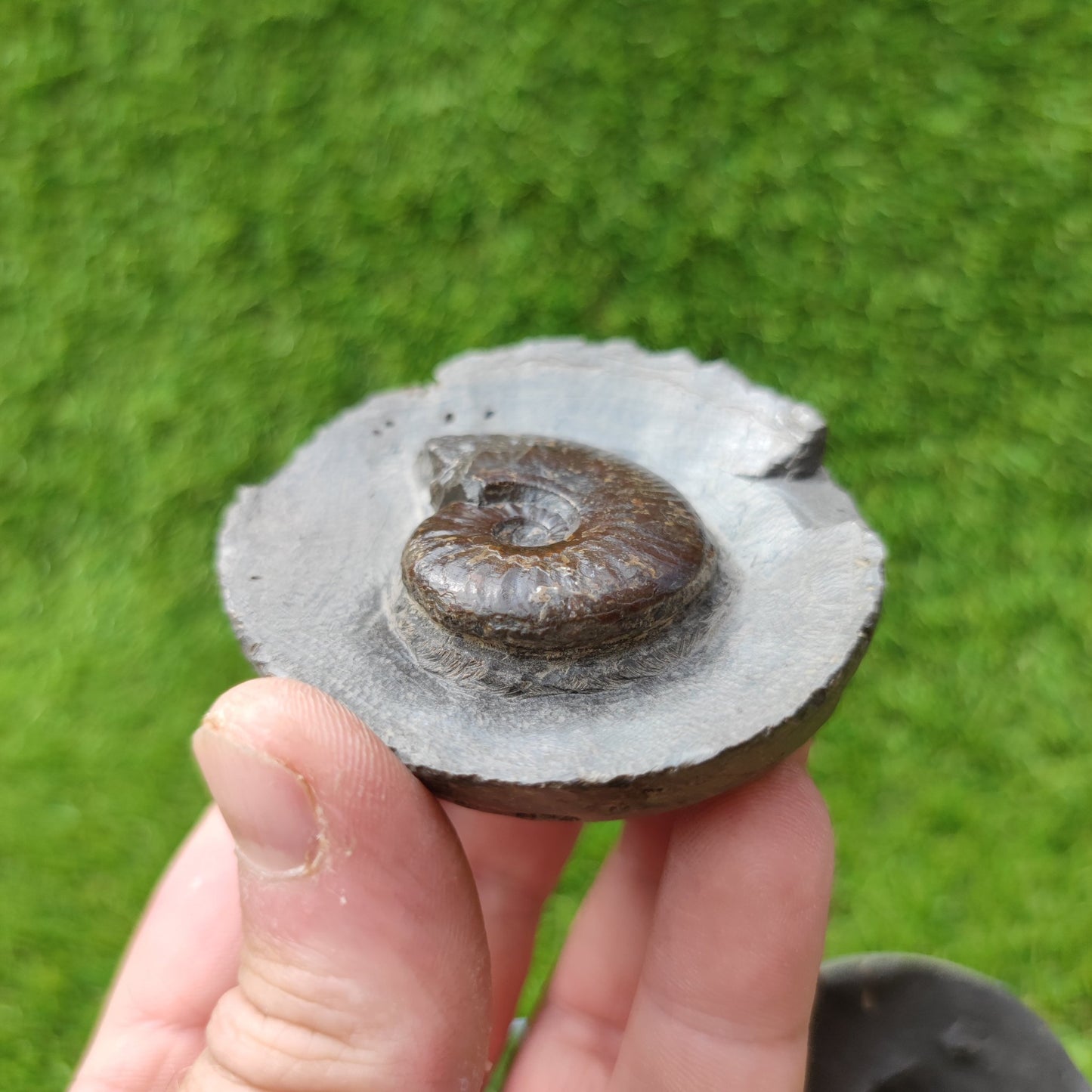 Eleganticeras ammonite North Yorkshire Fossils - North Yorkshire Fossils