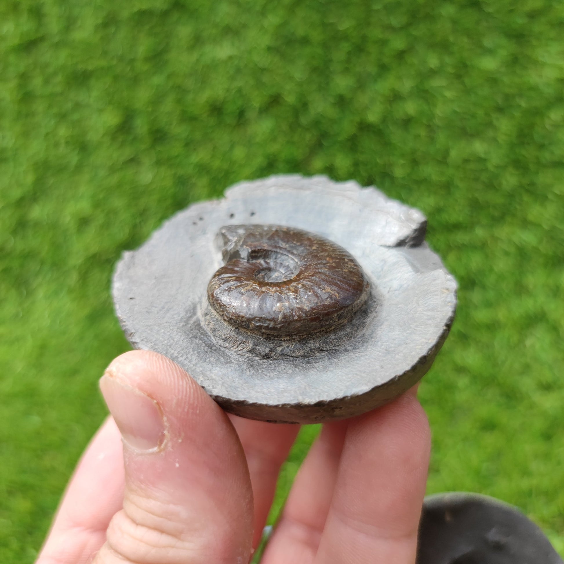 Eleganticeras ammonite North Yorkshire Fossils - North Yorkshire Fossils