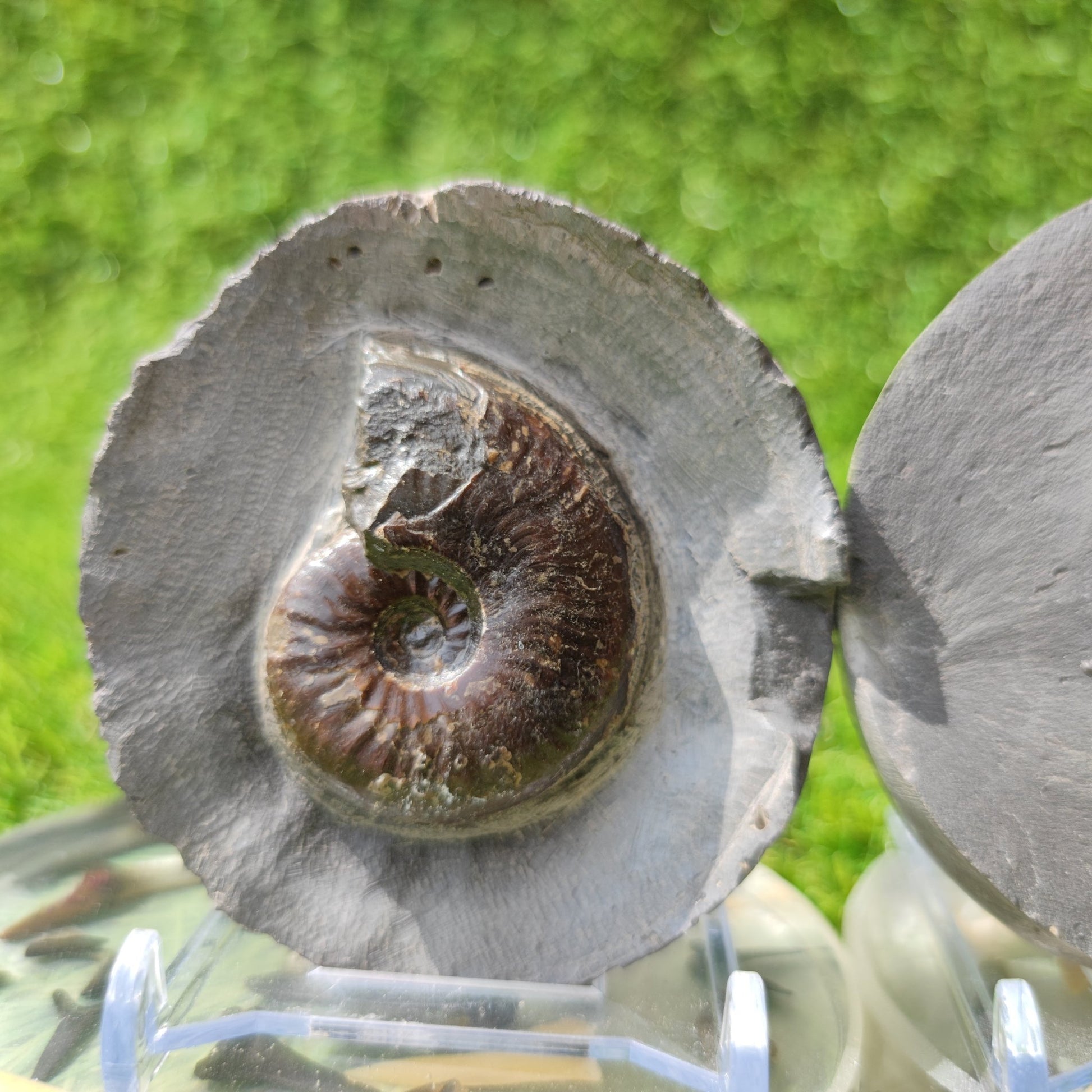 Eleganticeras ammonite North Yorkshire Fossils - North Yorkshire Fossils