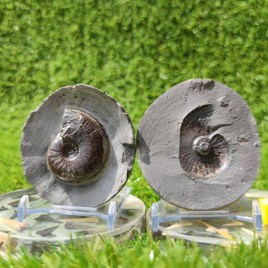 Eleganticeras ammonite North Yorkshire Fossils - North Yorkshire Fossils