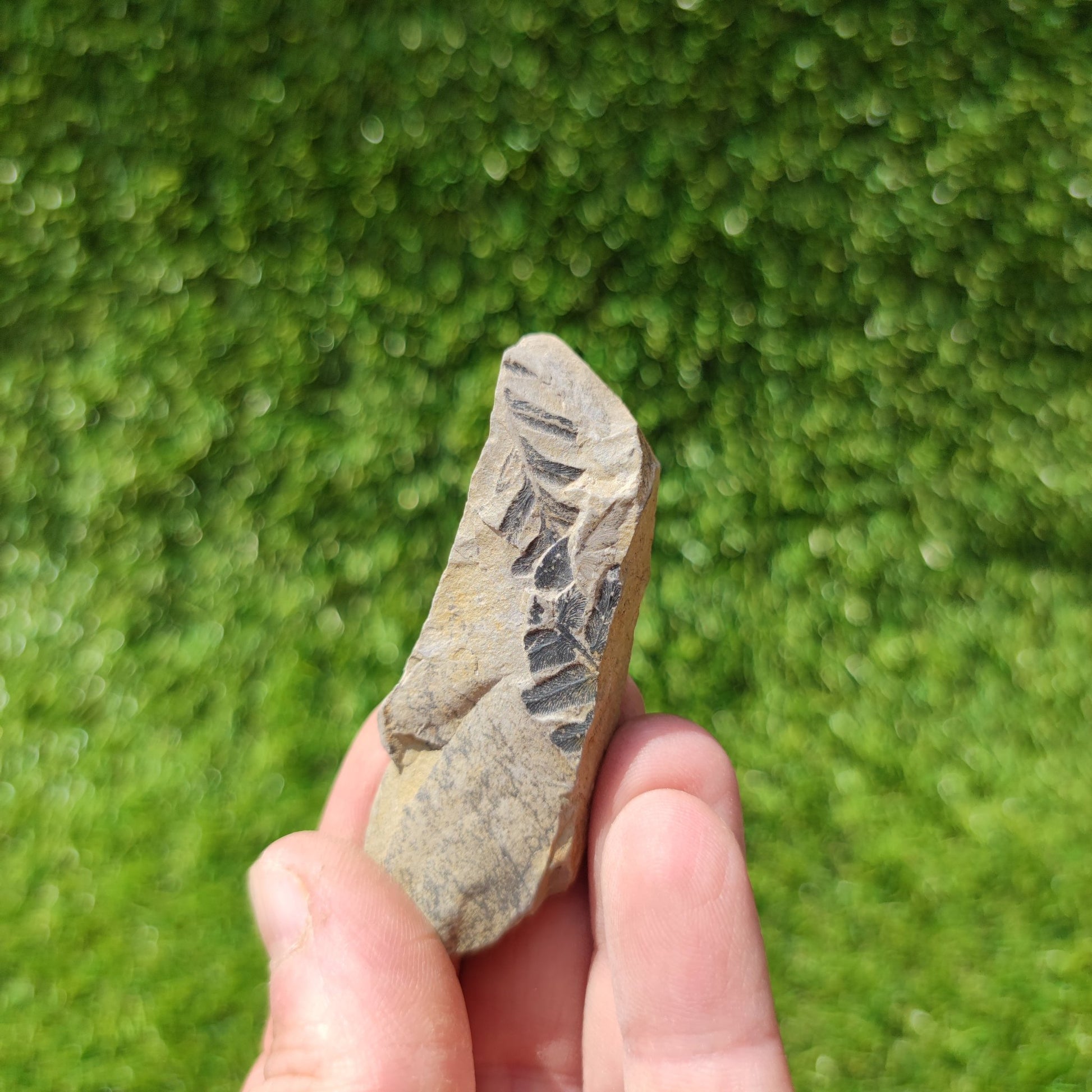 Fern fossil North Yorkshire Fossils - North Yorkshire Fossils