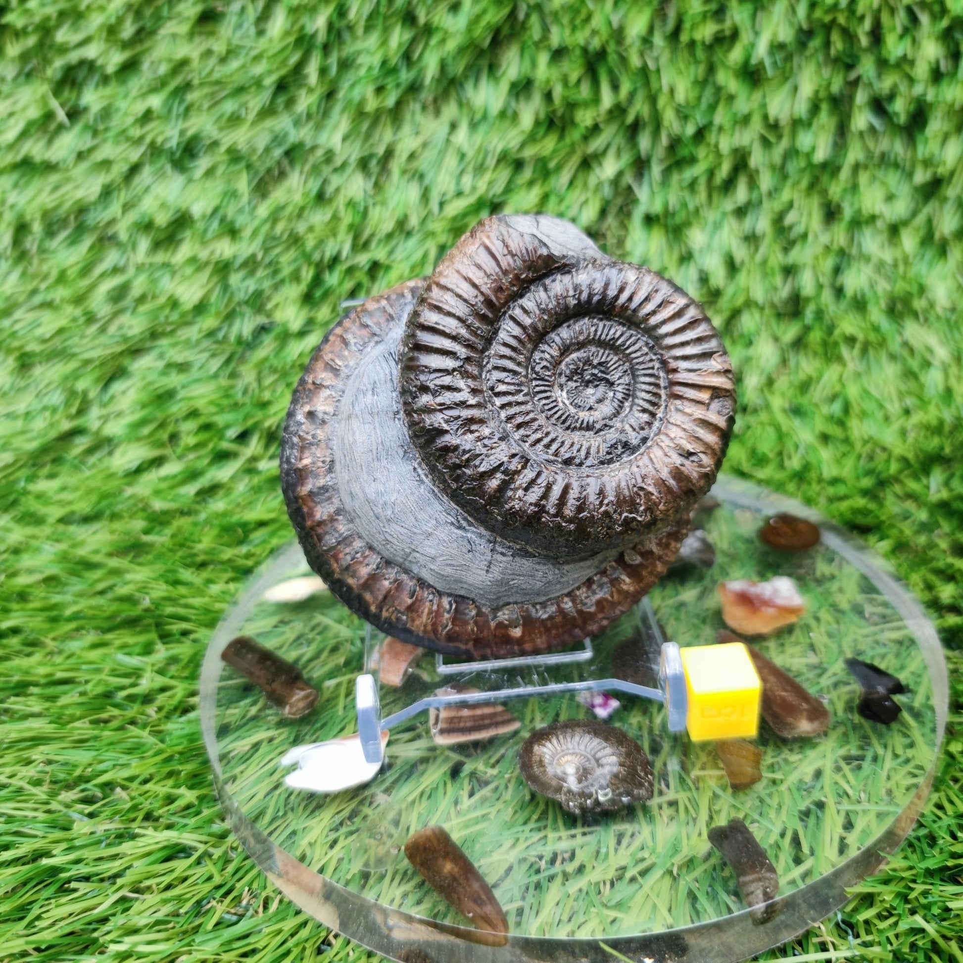 Fossil ammonite duo pair dactylioceras Whitby Jurassic coast - North Yorkshire Fossils