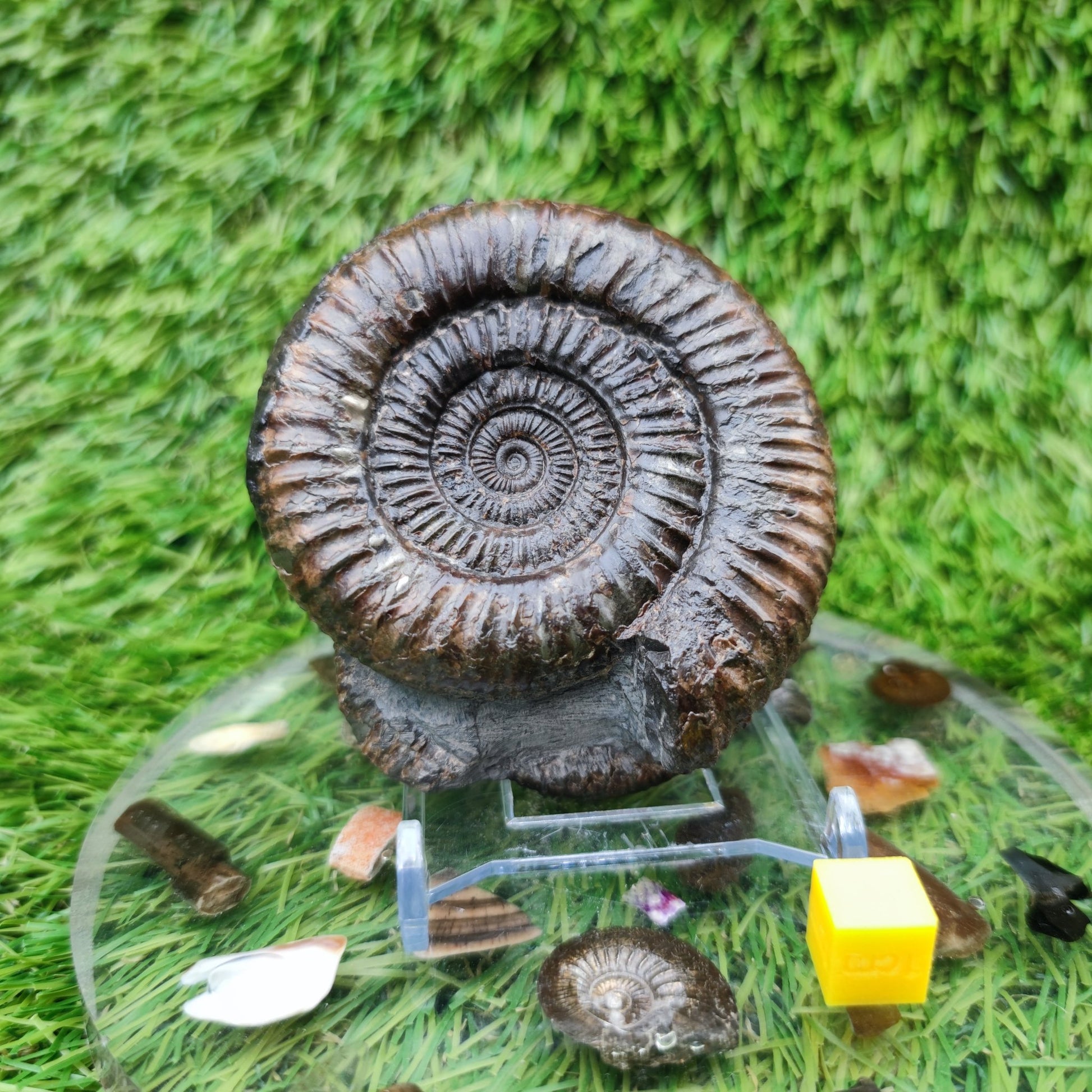 Fossil ammonite duo pair dactylioceras Whitby Jurassic coast - North Yorkshire Fossils