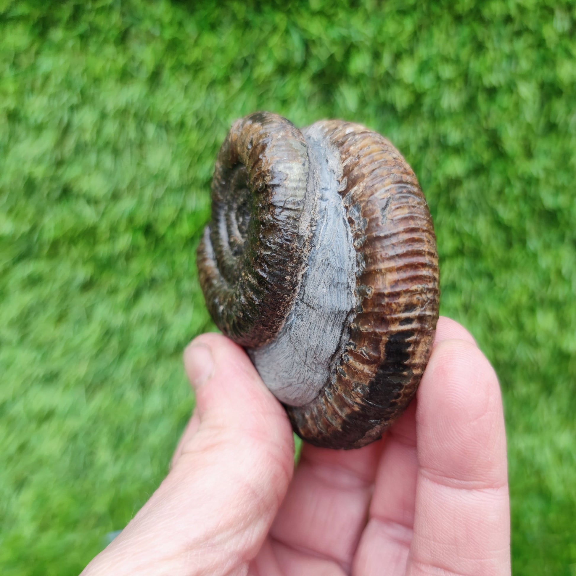 Fossil ammonite duo pair dactylioceras Whitby Jurassic coast - North Yorkshire Fossils