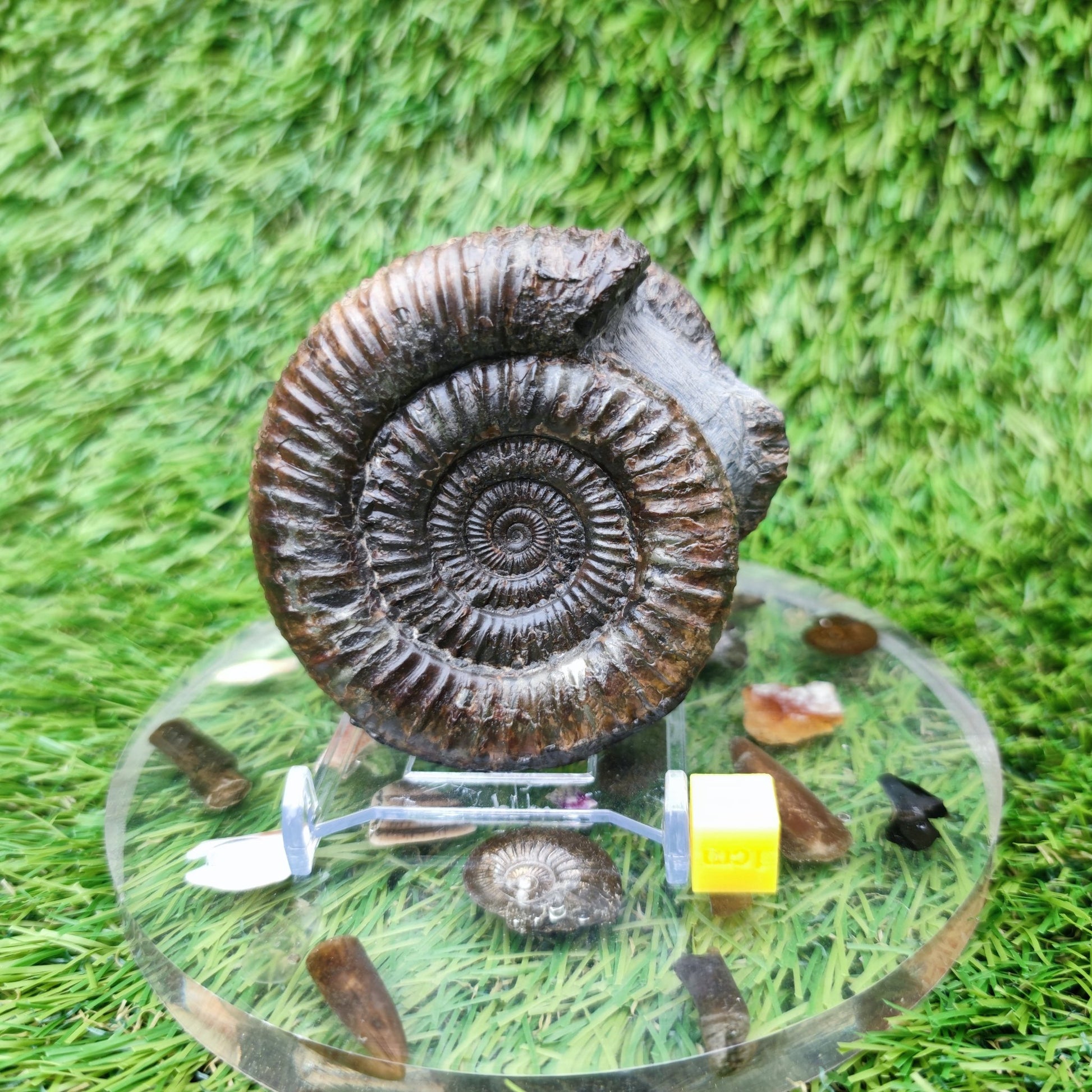 Fossil ammonite duo pair dactylioceras Whitby Jurassic coast - North Yorkshire Fossils