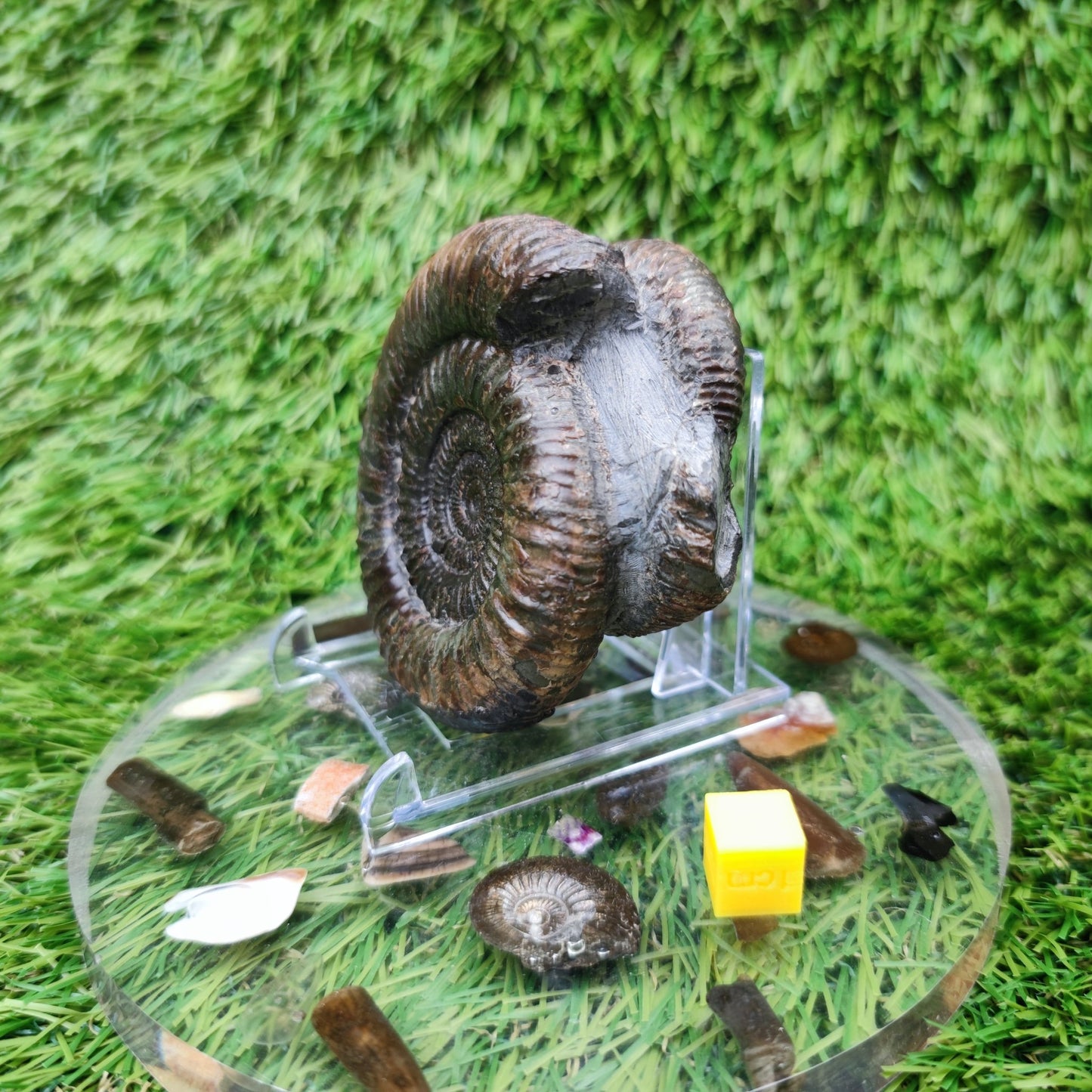 Fossil ammonite duo pair dactylioceras Whitby Jurassic coast - North Yorkshire Fossils