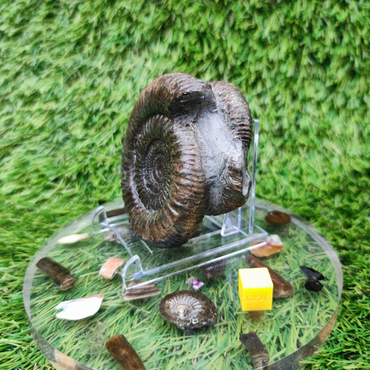 Fossil ammonite duo pair dactylioceras Whitby Jurassic coast - North Yorkshire Fossils