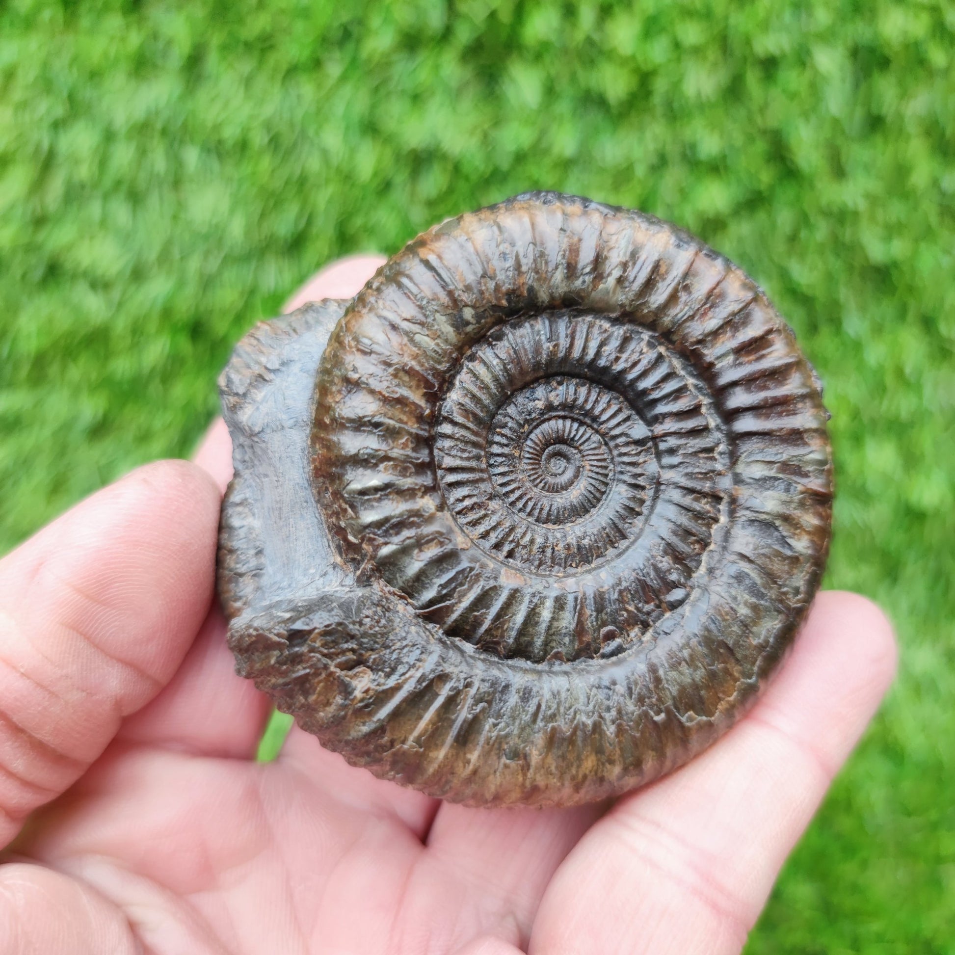 Fossil ammonite duo pair dactylioceras Whitby Jurassic coast - North Yorkshire Fossils