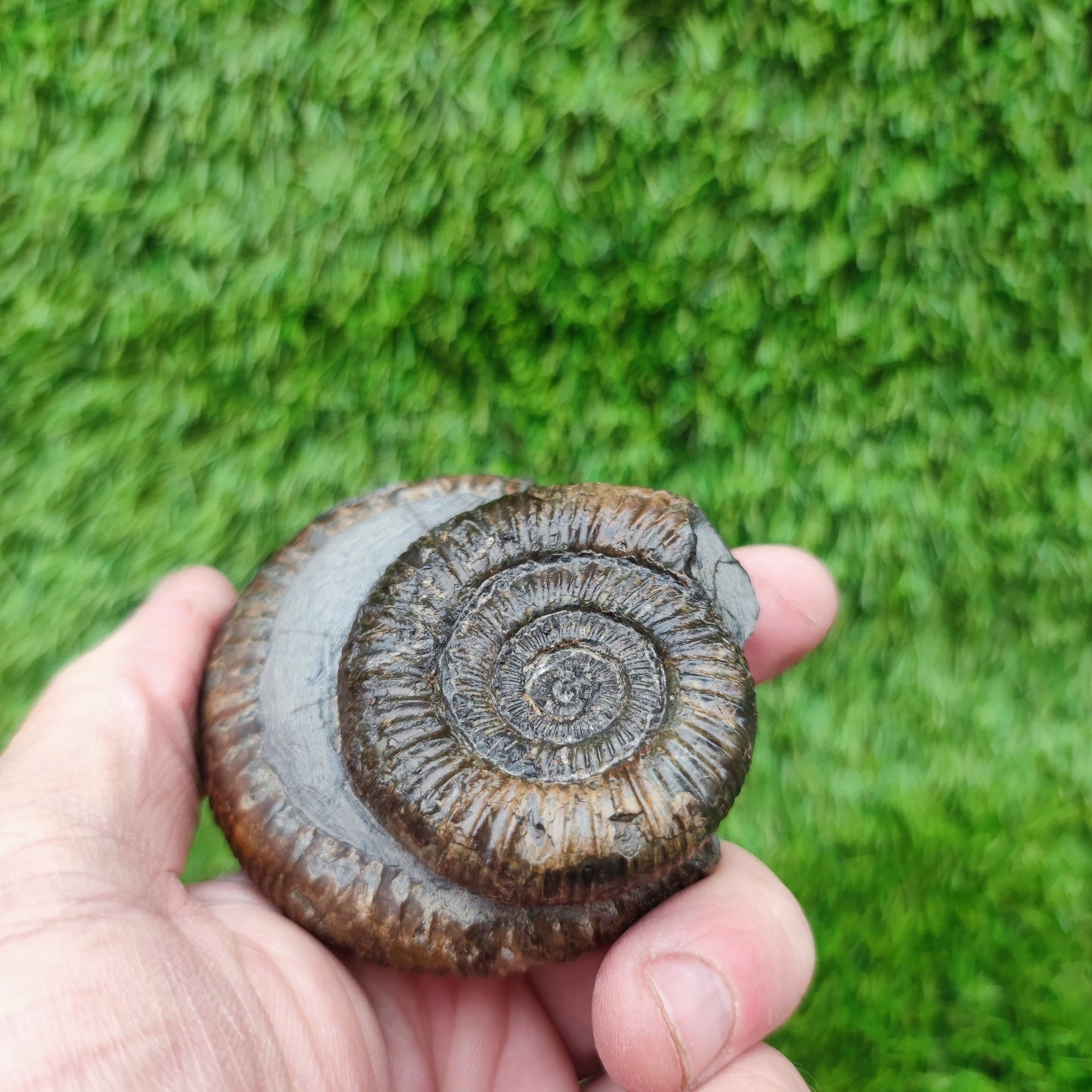 Fossil ammonite duo pair dactylioceras Whitby Jurassic coast - North Yorkshire Fossils