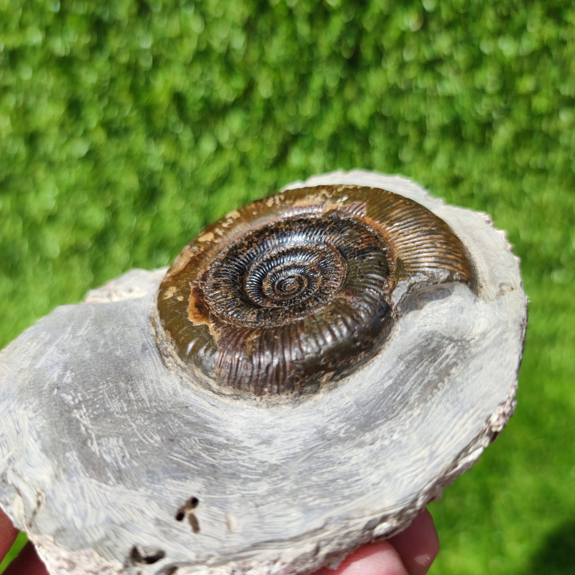 Fossil ammonite North Yorkshire Whitby - North Yorkshire Fossils