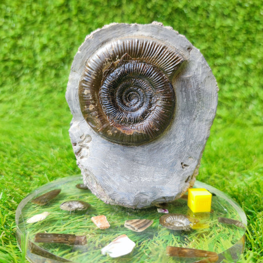 Fossil ammonite North Yorkshire Whitby - North Yorkshire Fossils