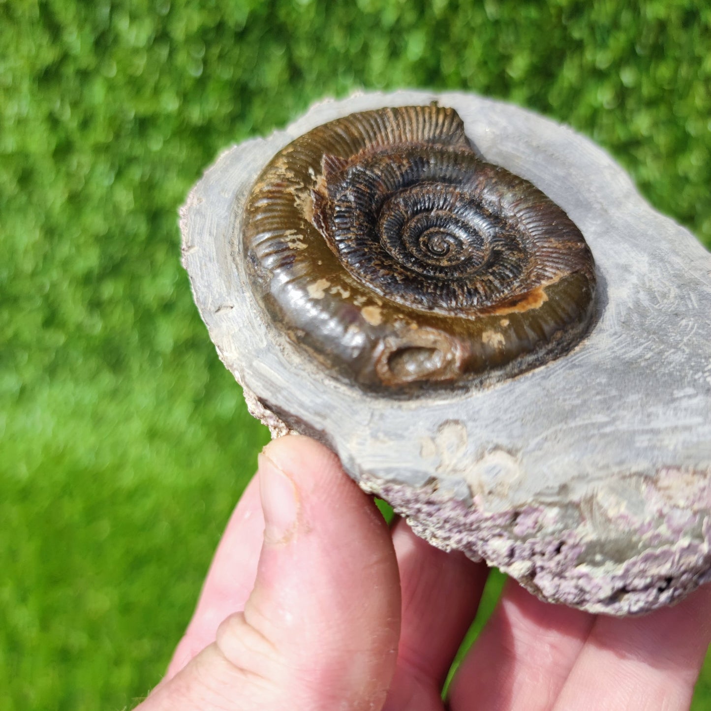 Fossil ammonite North Yorkshire Whitby - North Yorkshire Fossils