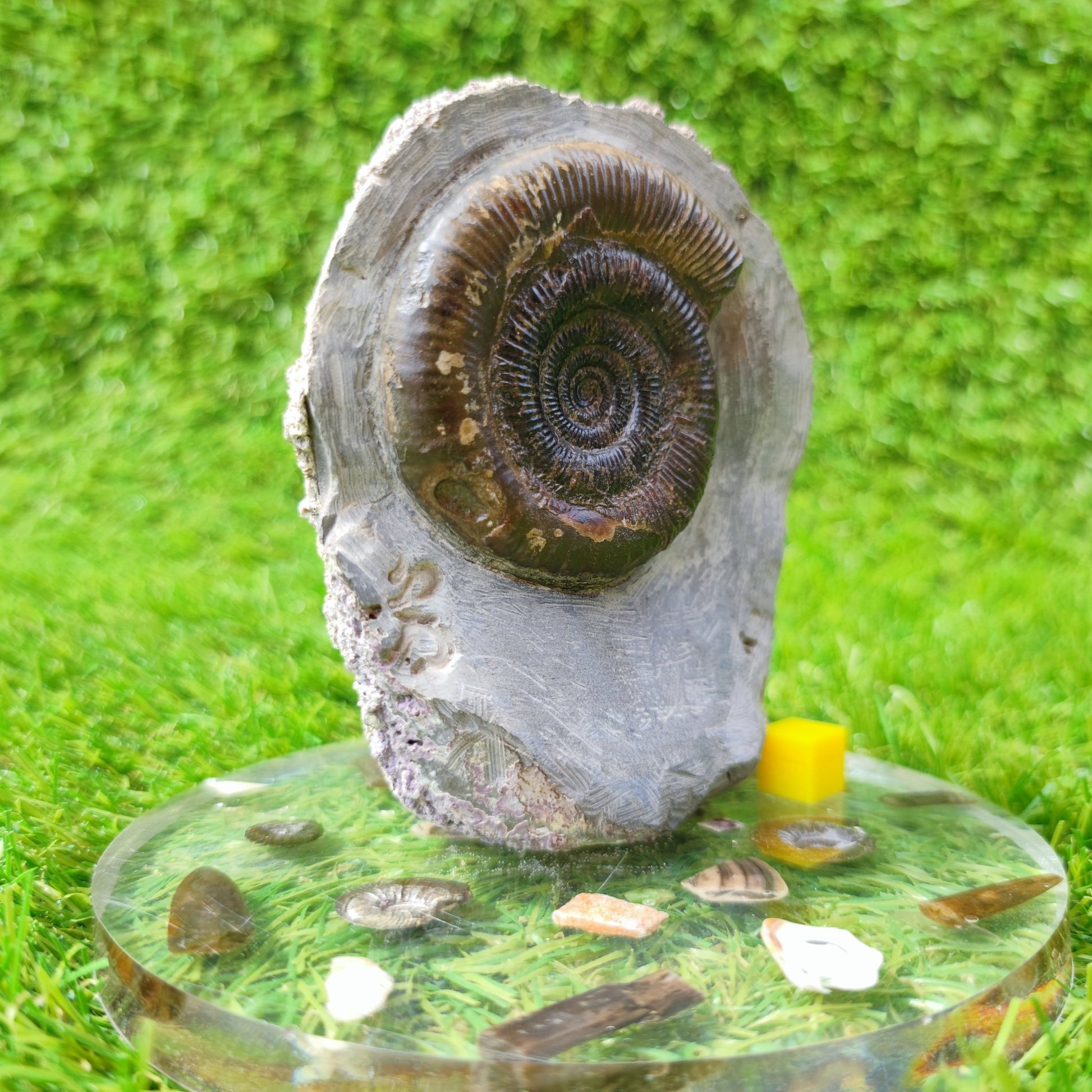 Fossil ammonite North Yorkshire Whitby - North Yorkshire Fossils
