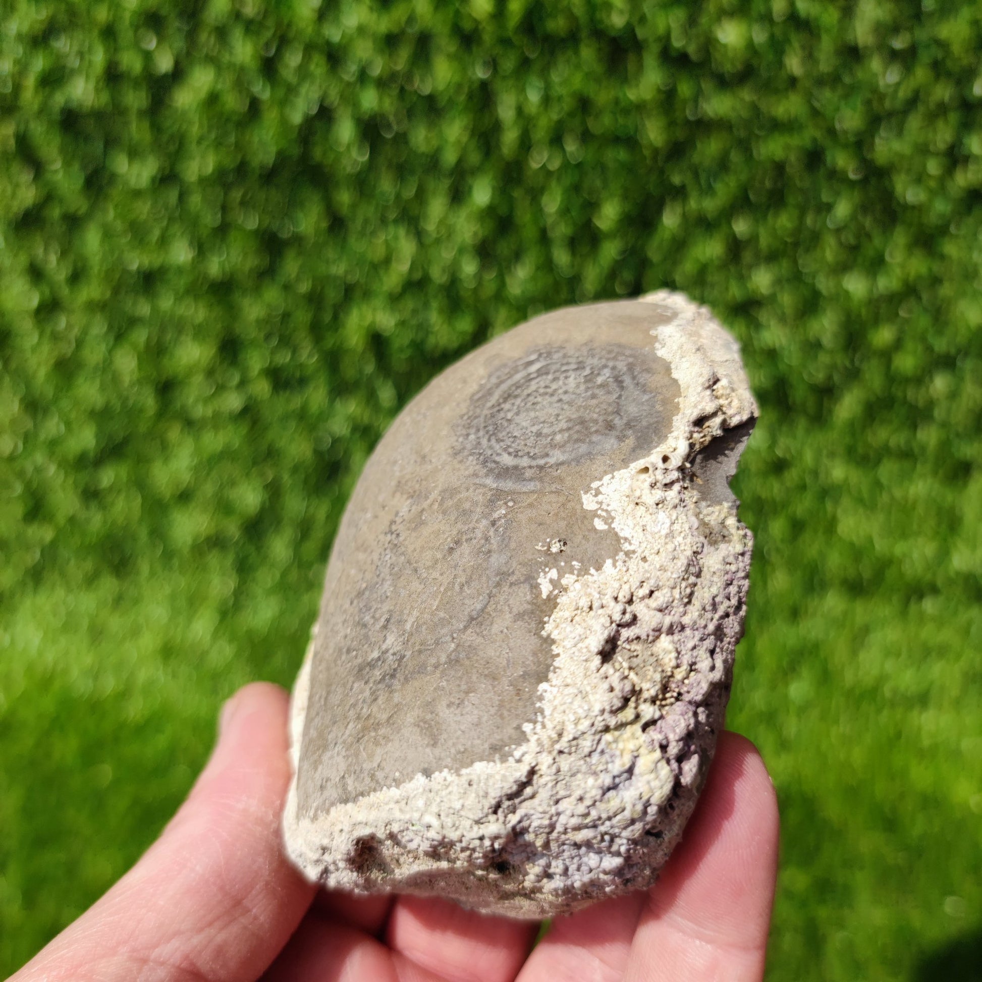 Fossil ammonite North Yorkshire Whitby - North Yorkshire Fossils