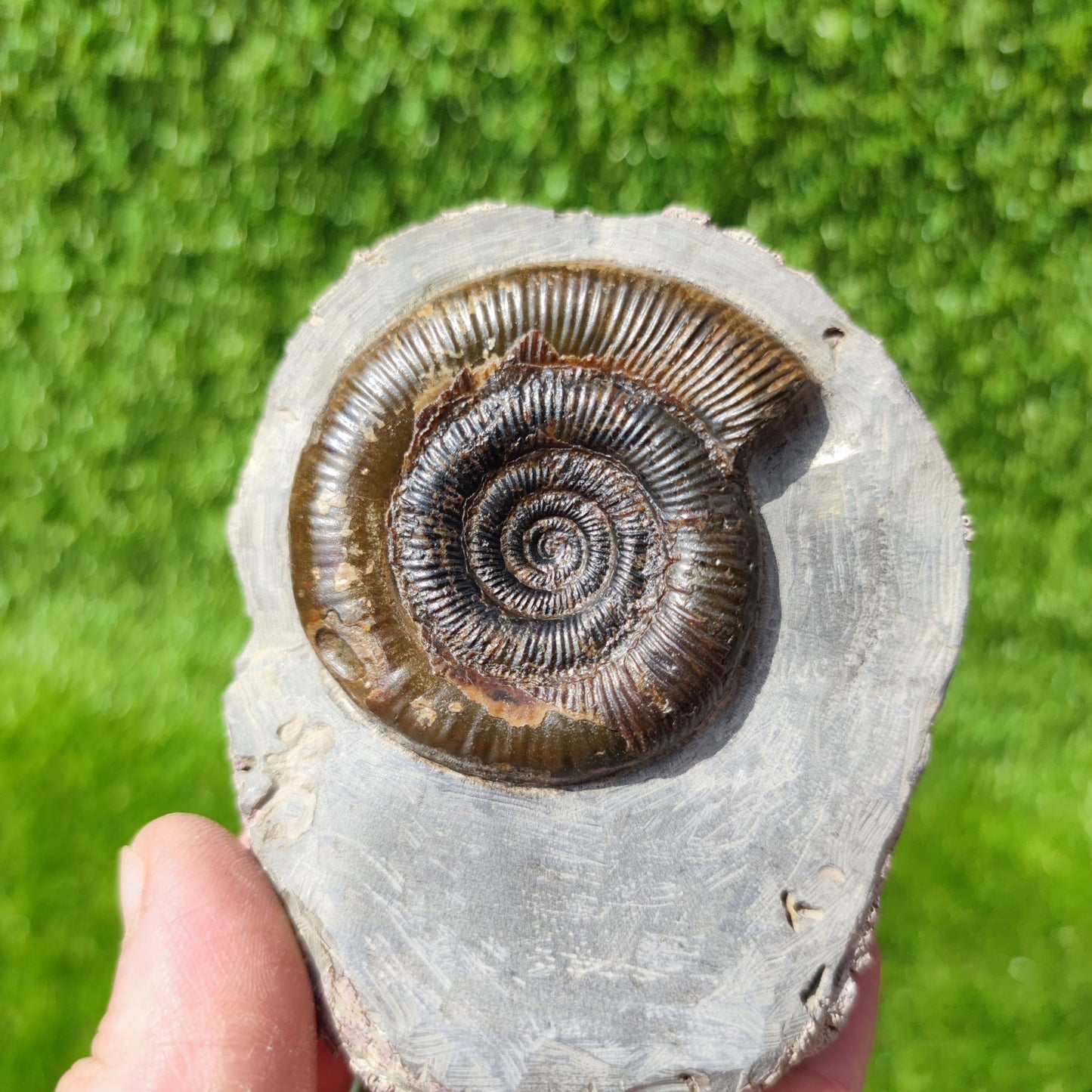 Fossil ammonite North Yorkshire Whitby - North Yorkshire Fossils