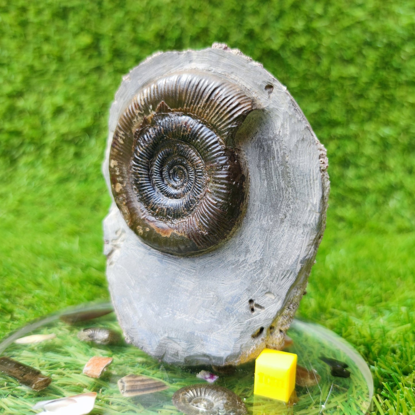 Fossil ammonite North Yorkshire Whitby - North Yorkshire Fossils