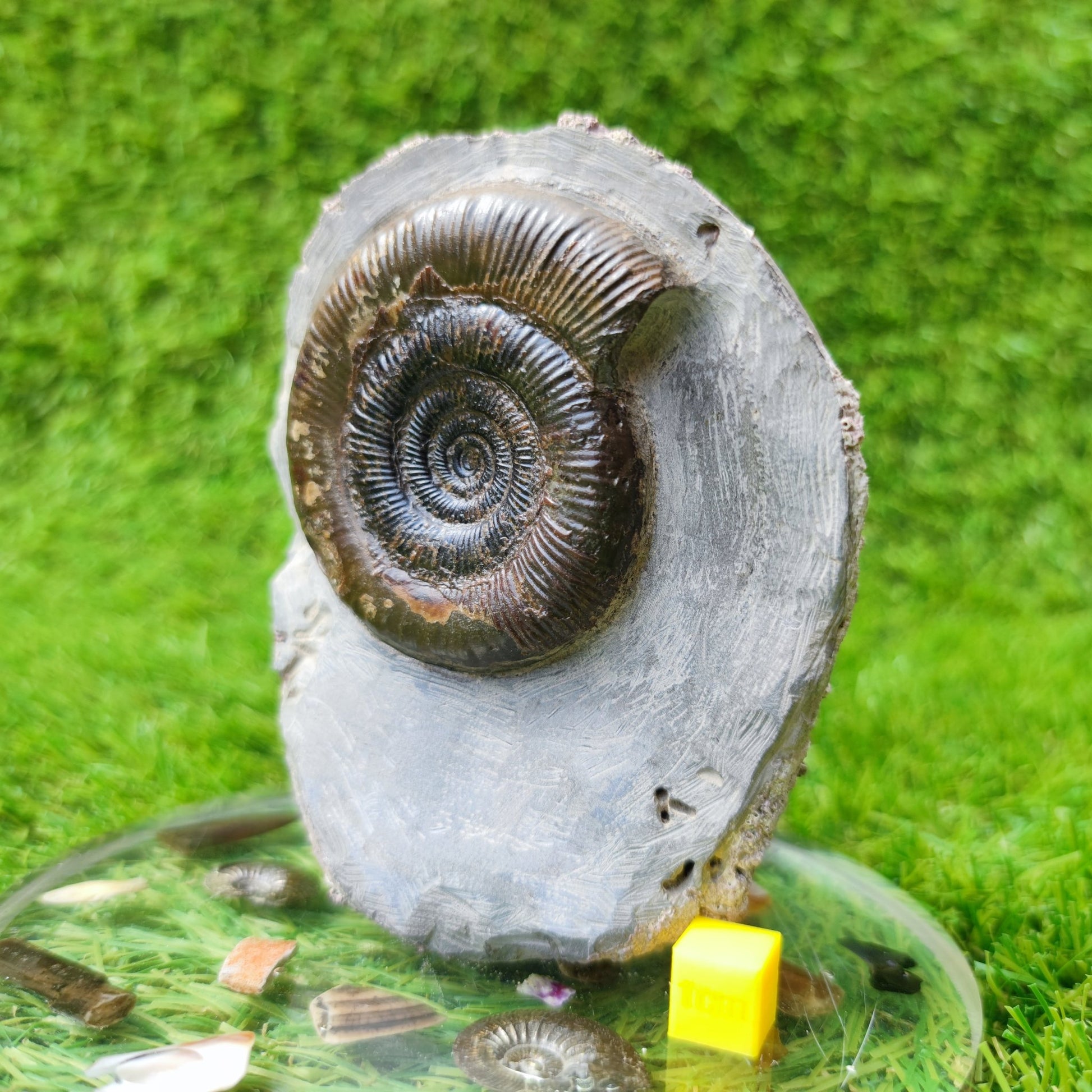 Fossil ammonite North Yorkshire Whitby - North Yorkshire Fossils