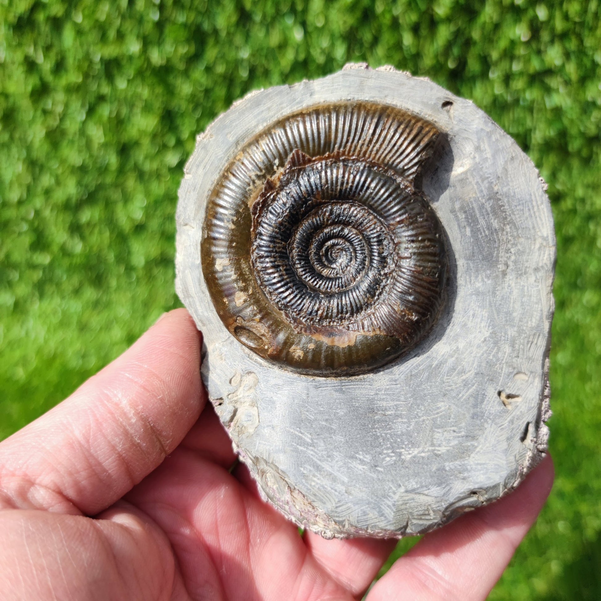 Fossil ammonite North Yorkshire Whitby - North Yorkshire Fossils