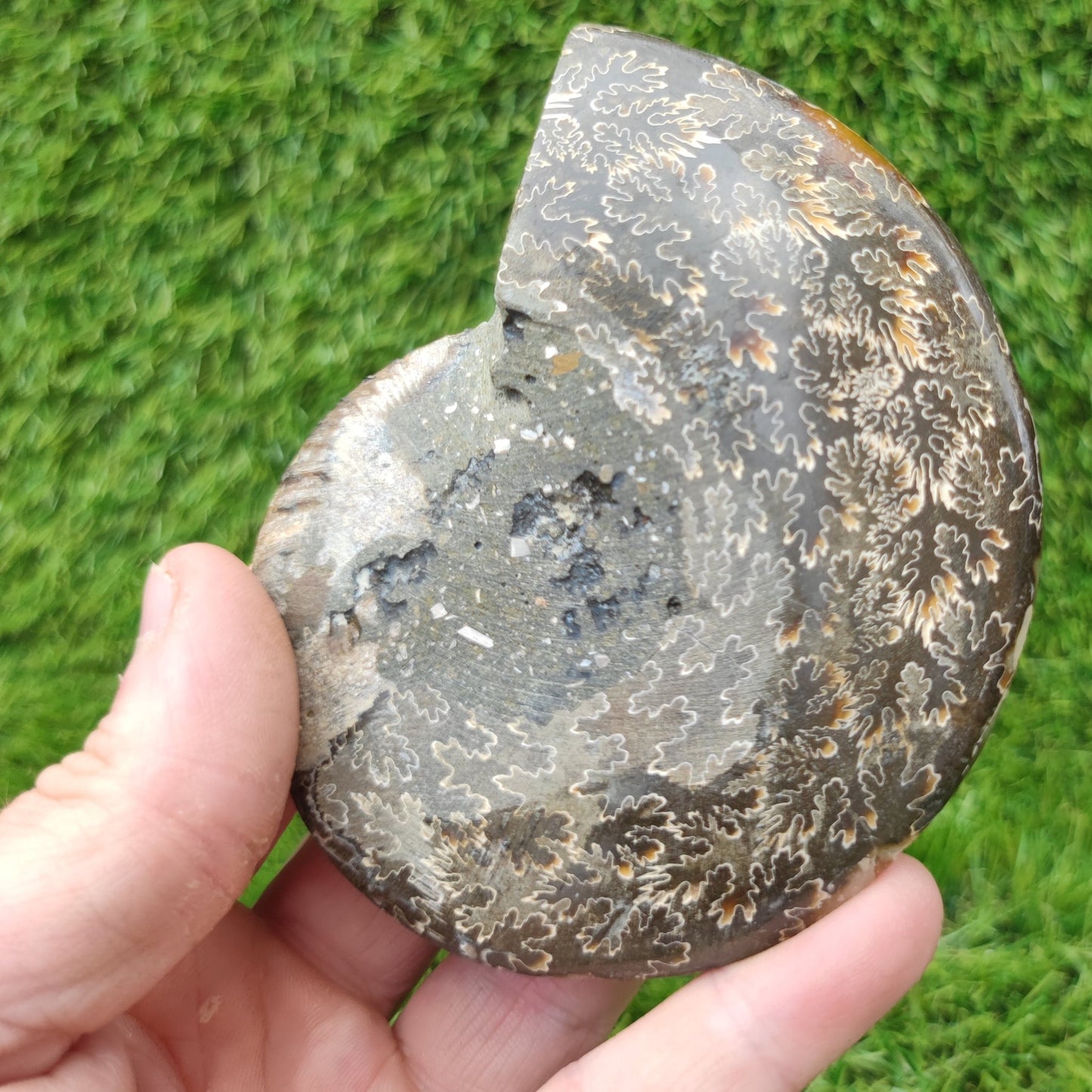 Fossil ammonite polished Madagascar - North Yorkshire Fossils
